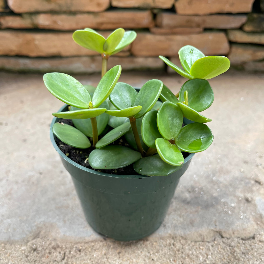 Hope Peperomia