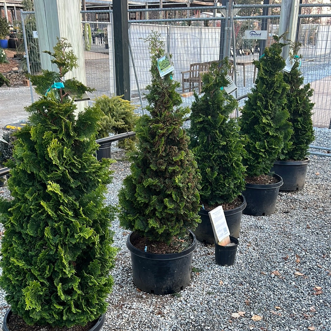 Nana Gracilis Hinoki Cypress