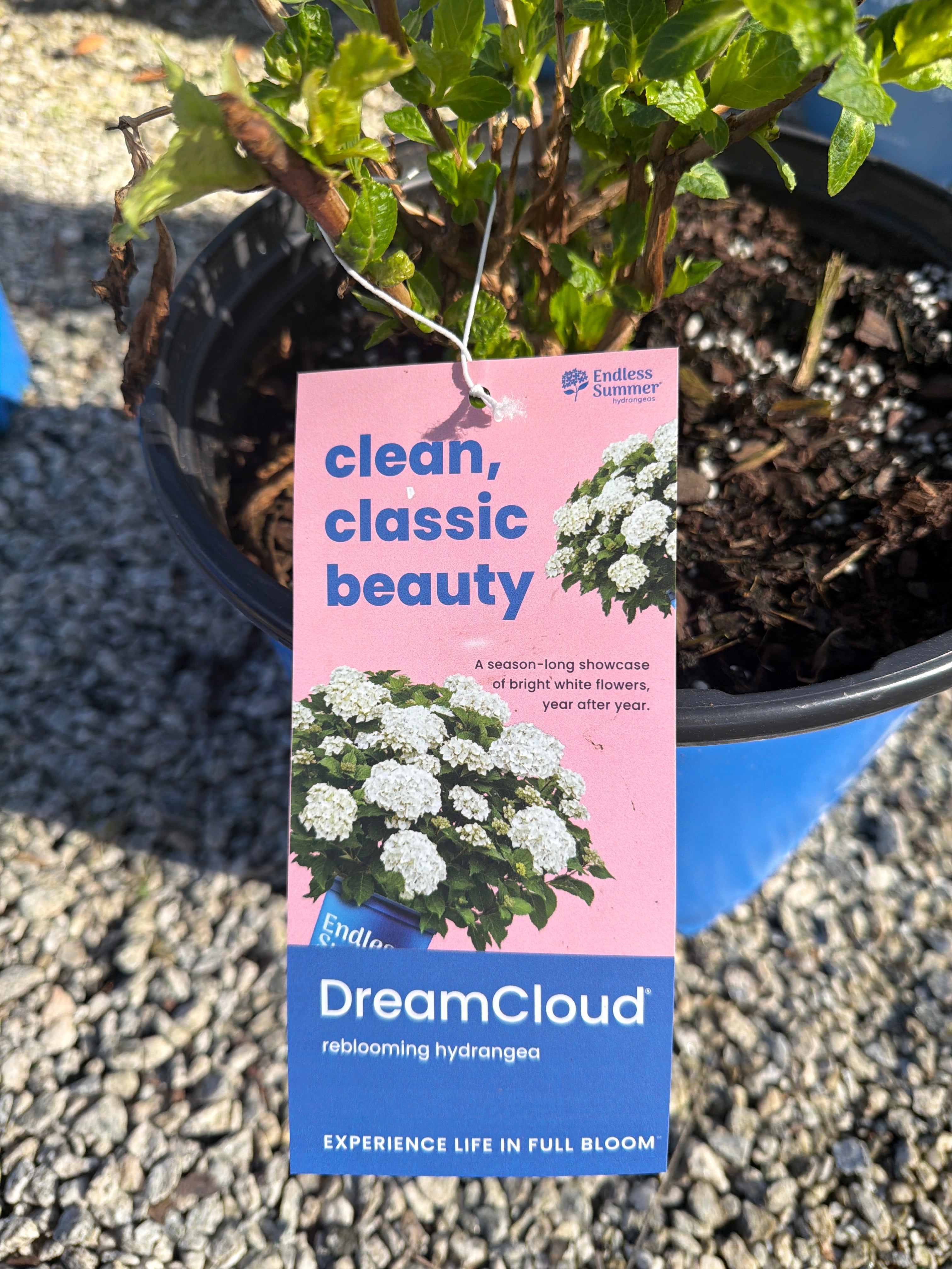 DreamCloud Hydrangea