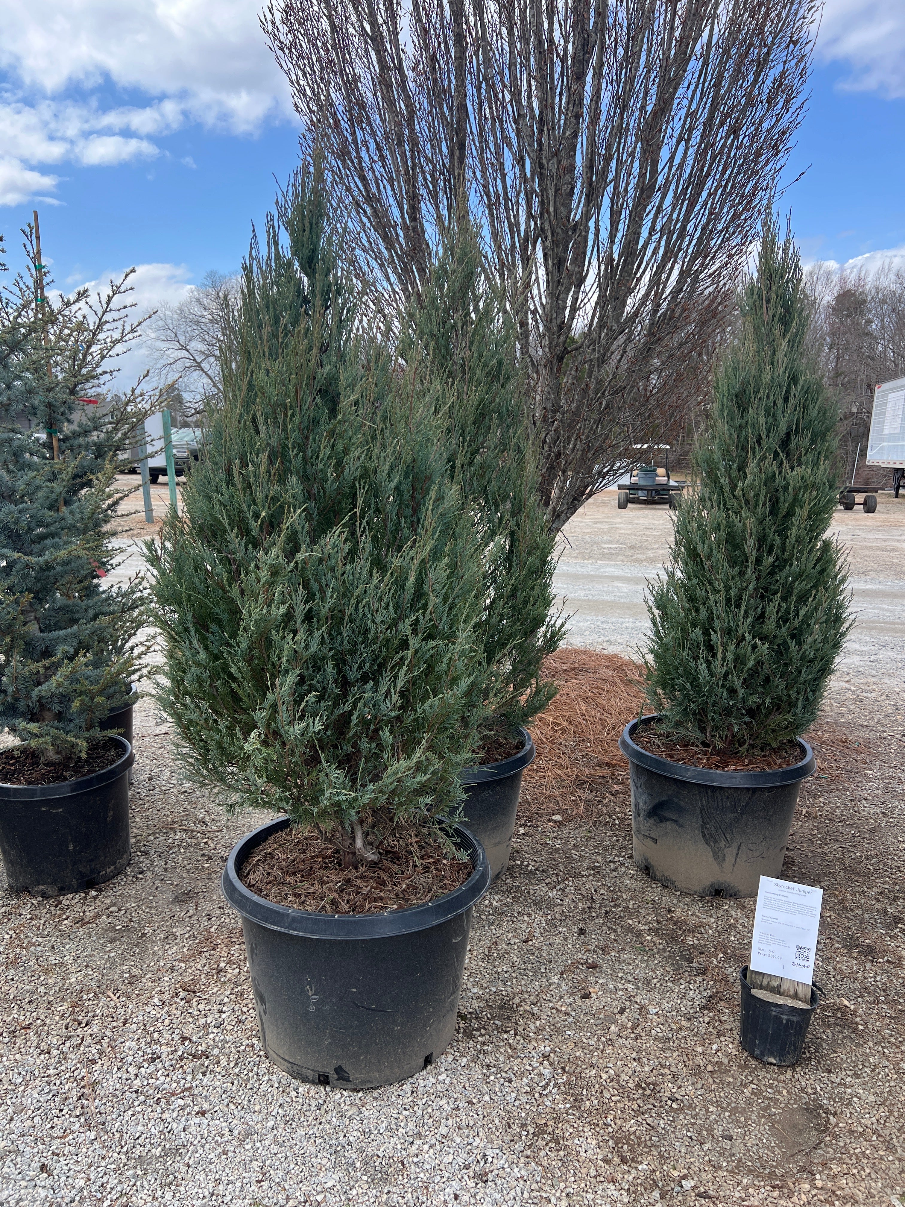 Skyrocket Juniper