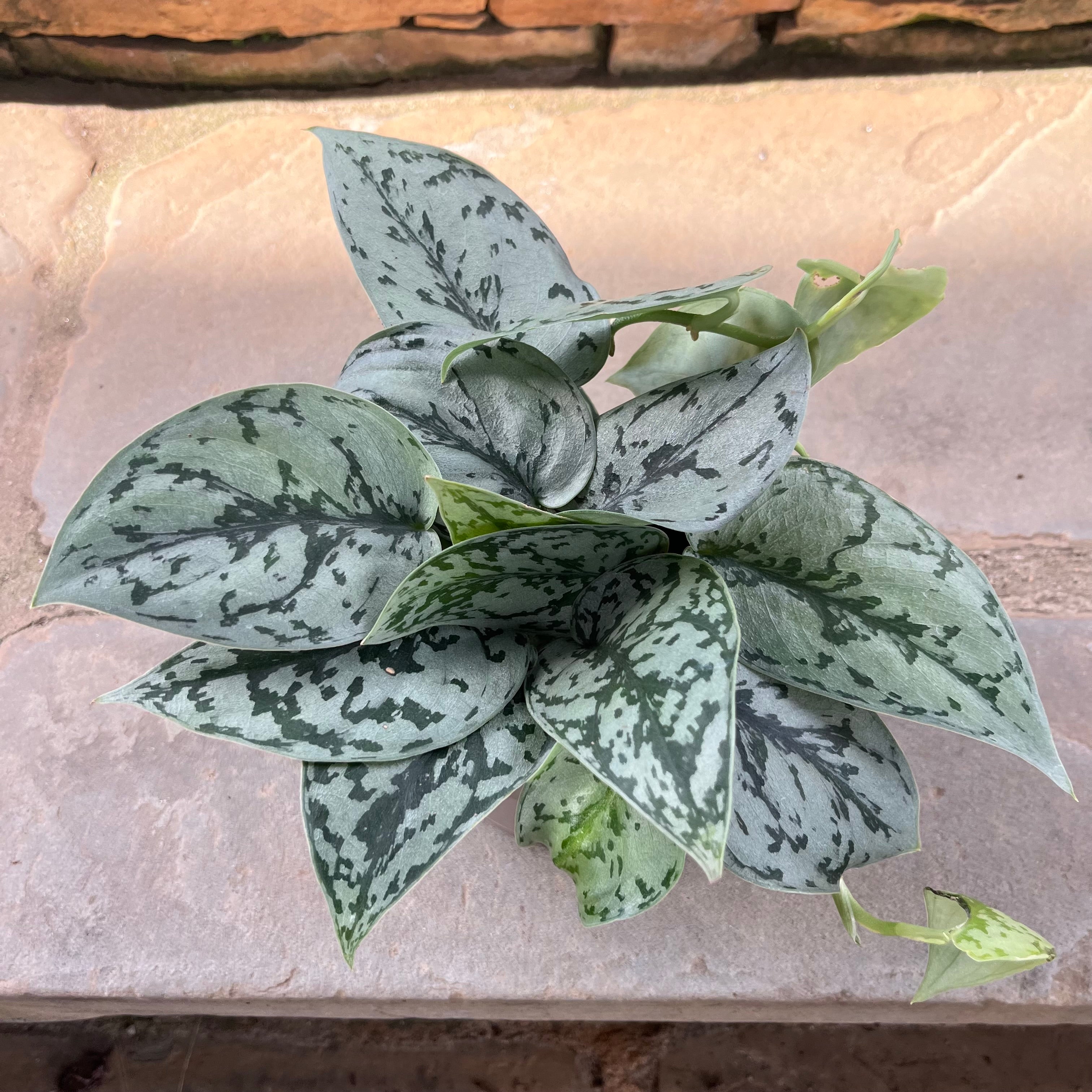 silver lady plant pothos Silver Lady Scindapsus – Lichtenfelt's