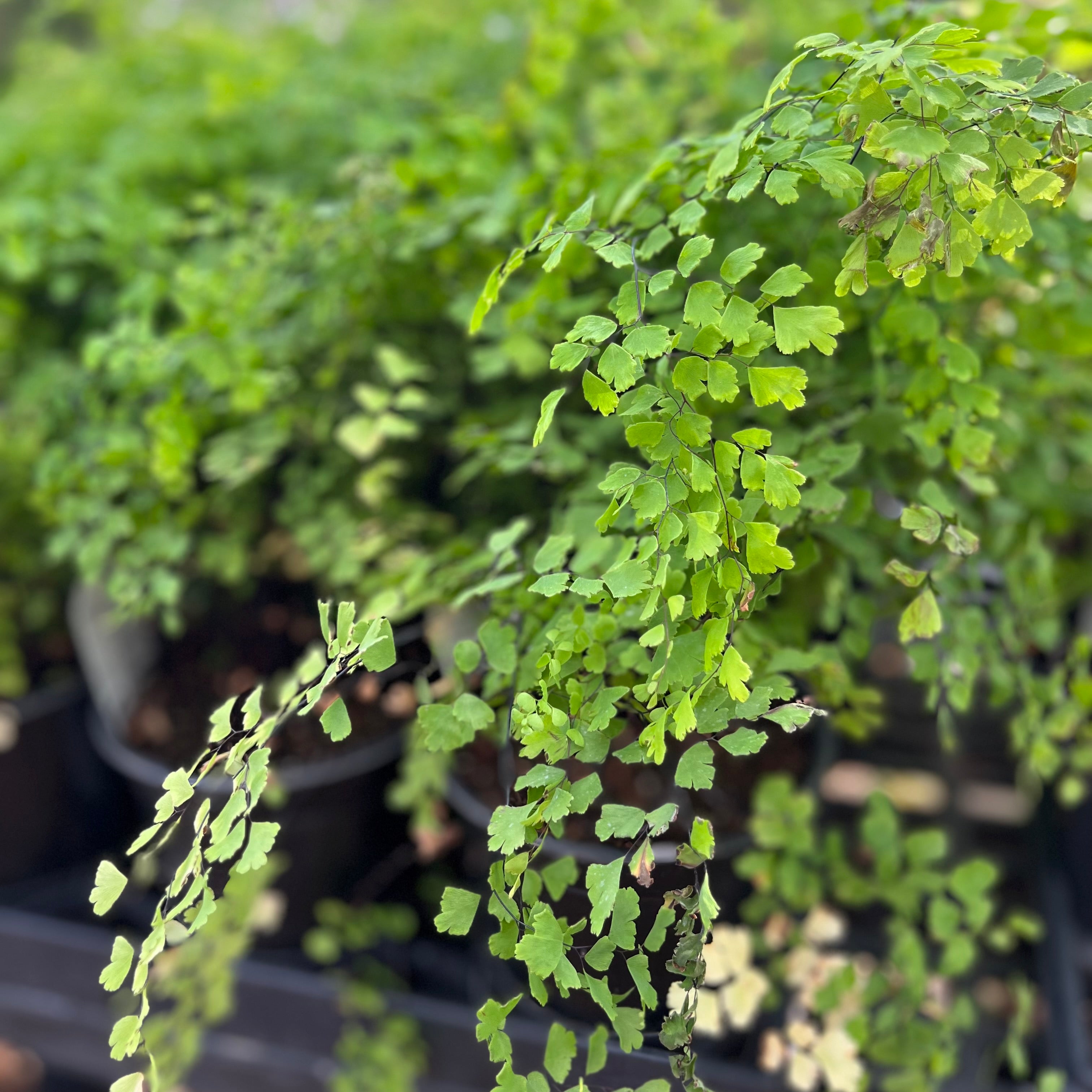 Maidenhair Fern
