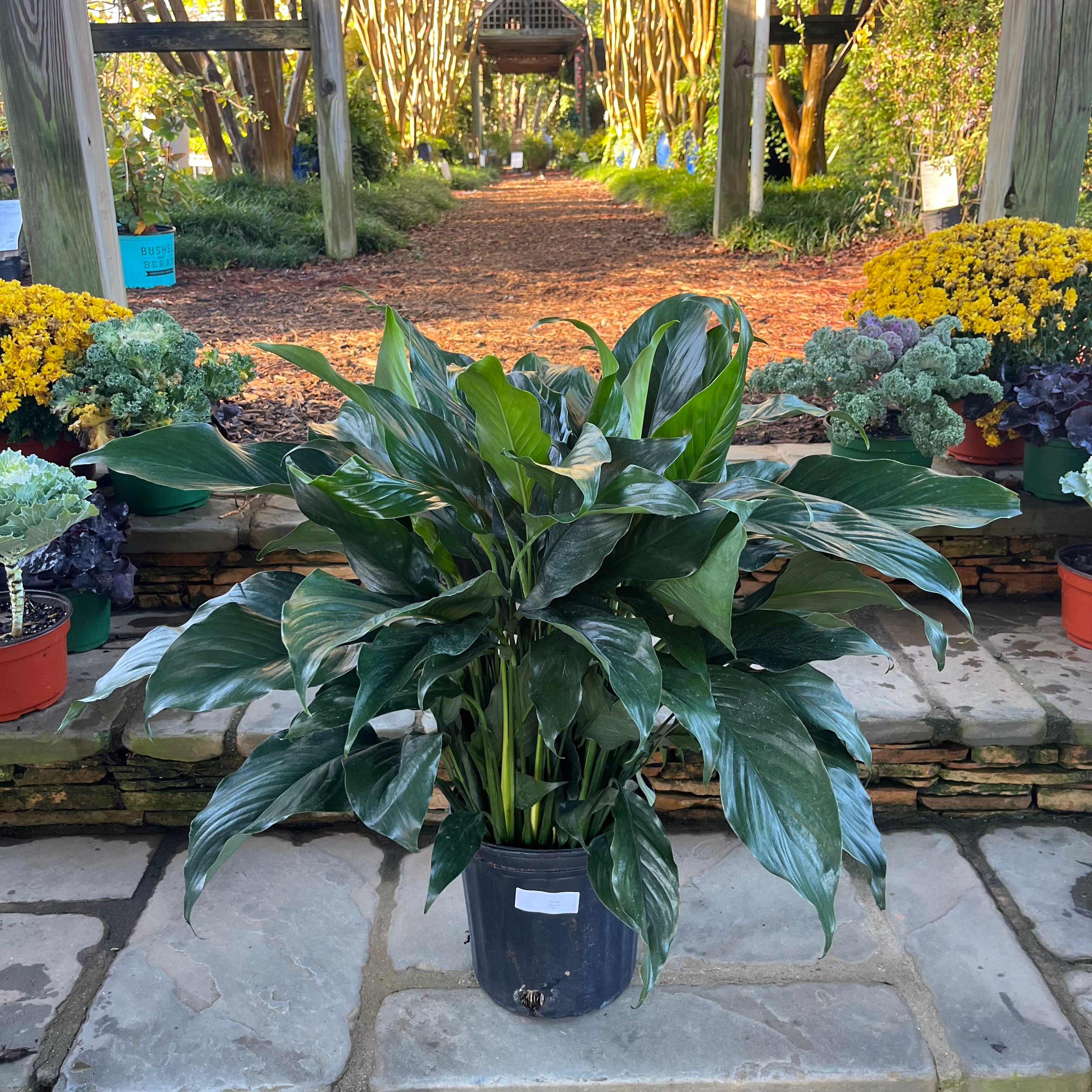 is a peace lily an outside plant Peace Lily – Lichtenfelt's