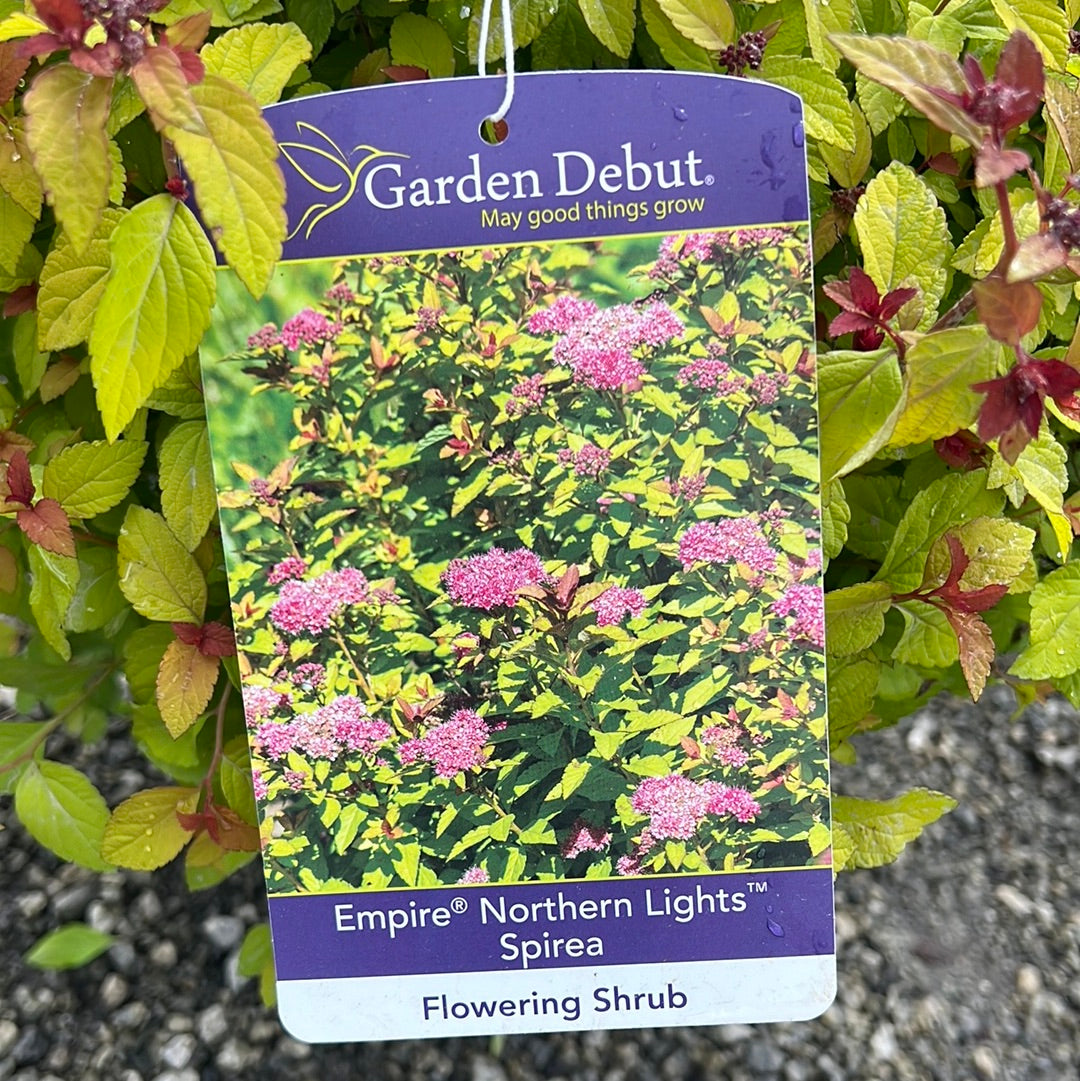 Northern Lights Spirea 3 Gal