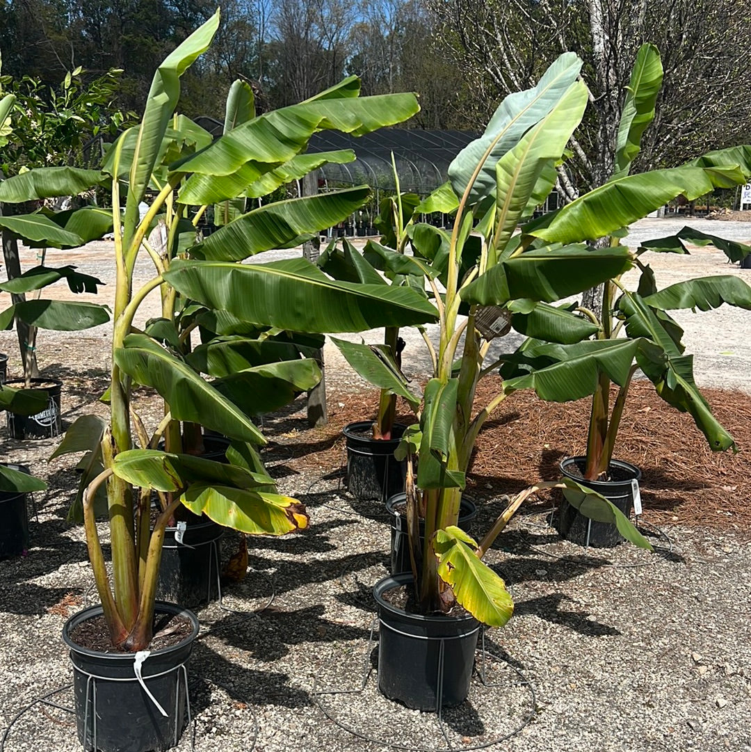 Blue Java Banana