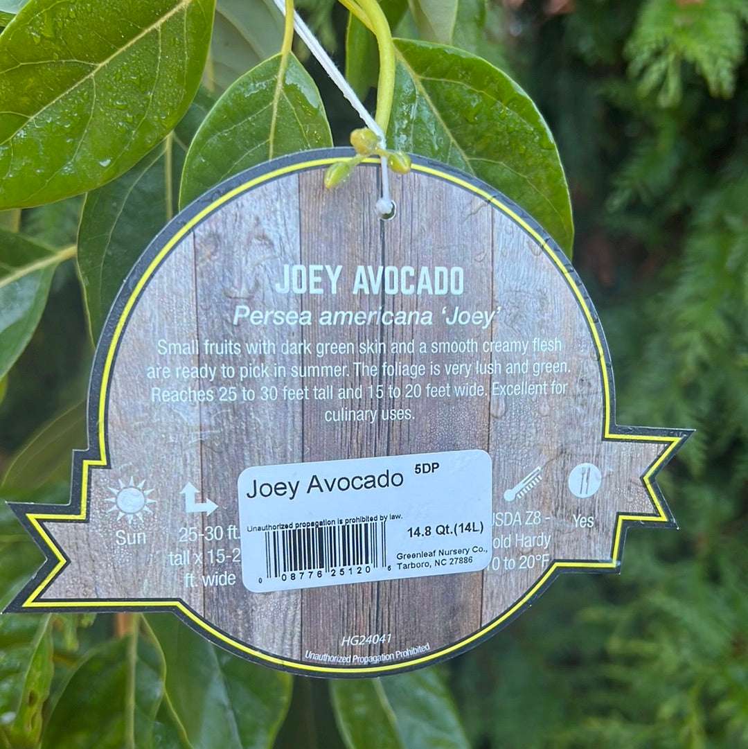 Joey Avocado 5 Gal