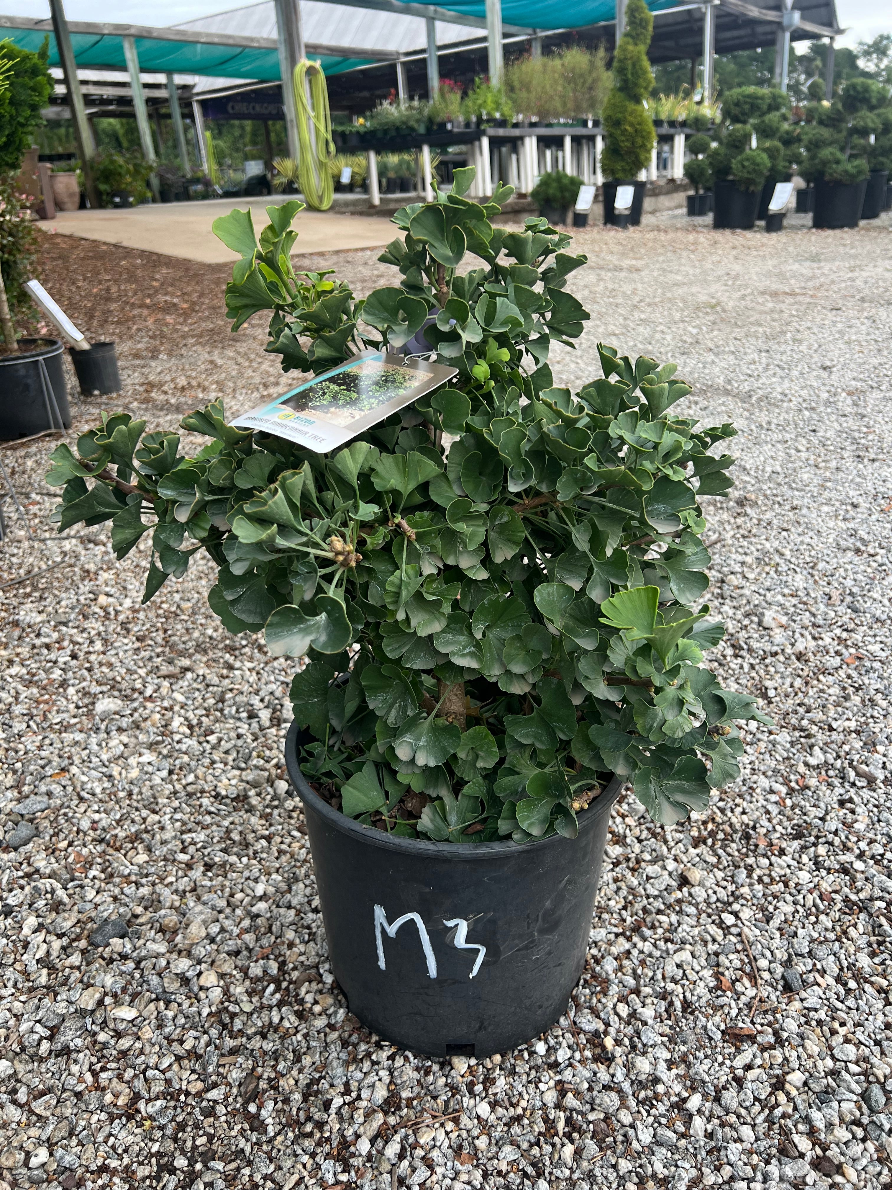 Mariken Ginkgo