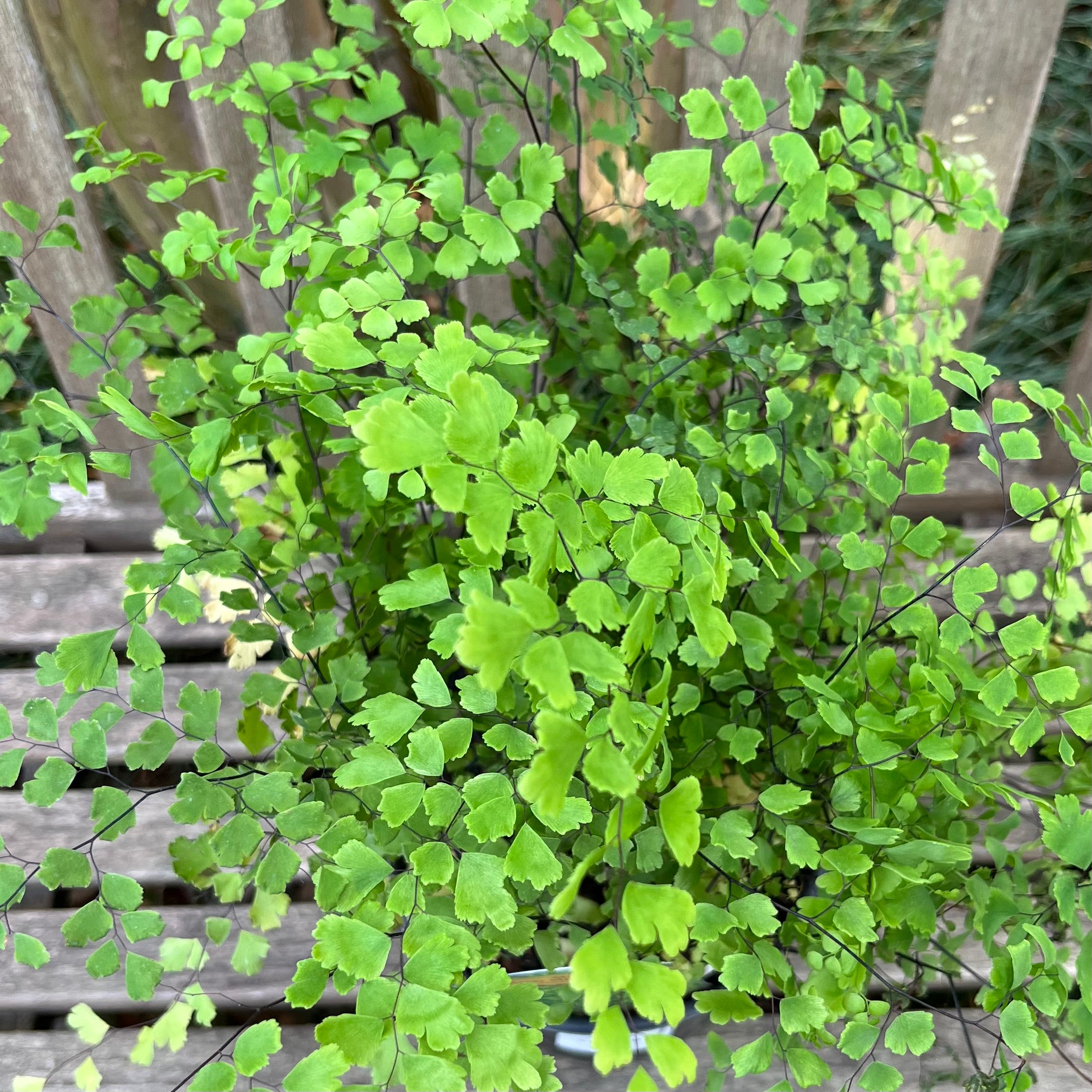 Maidenhair Fern