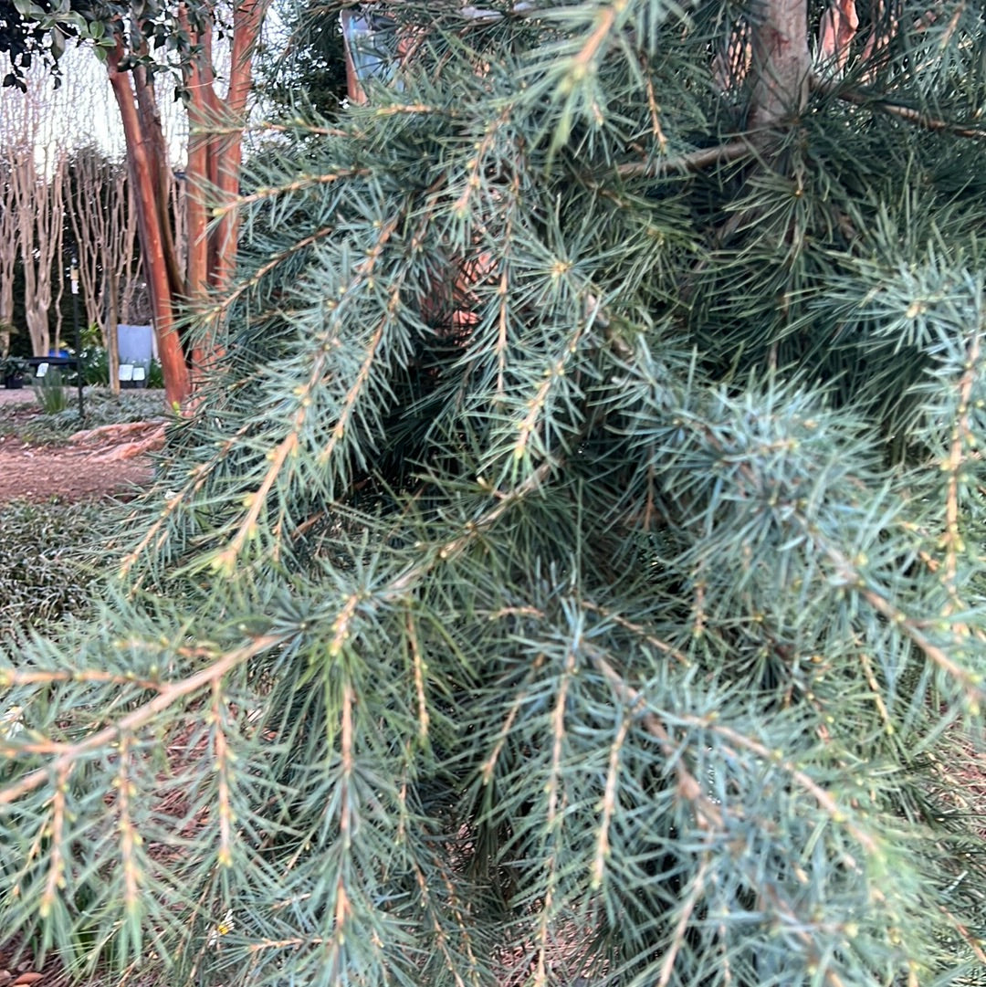 Lebanese Cedar 6-7&