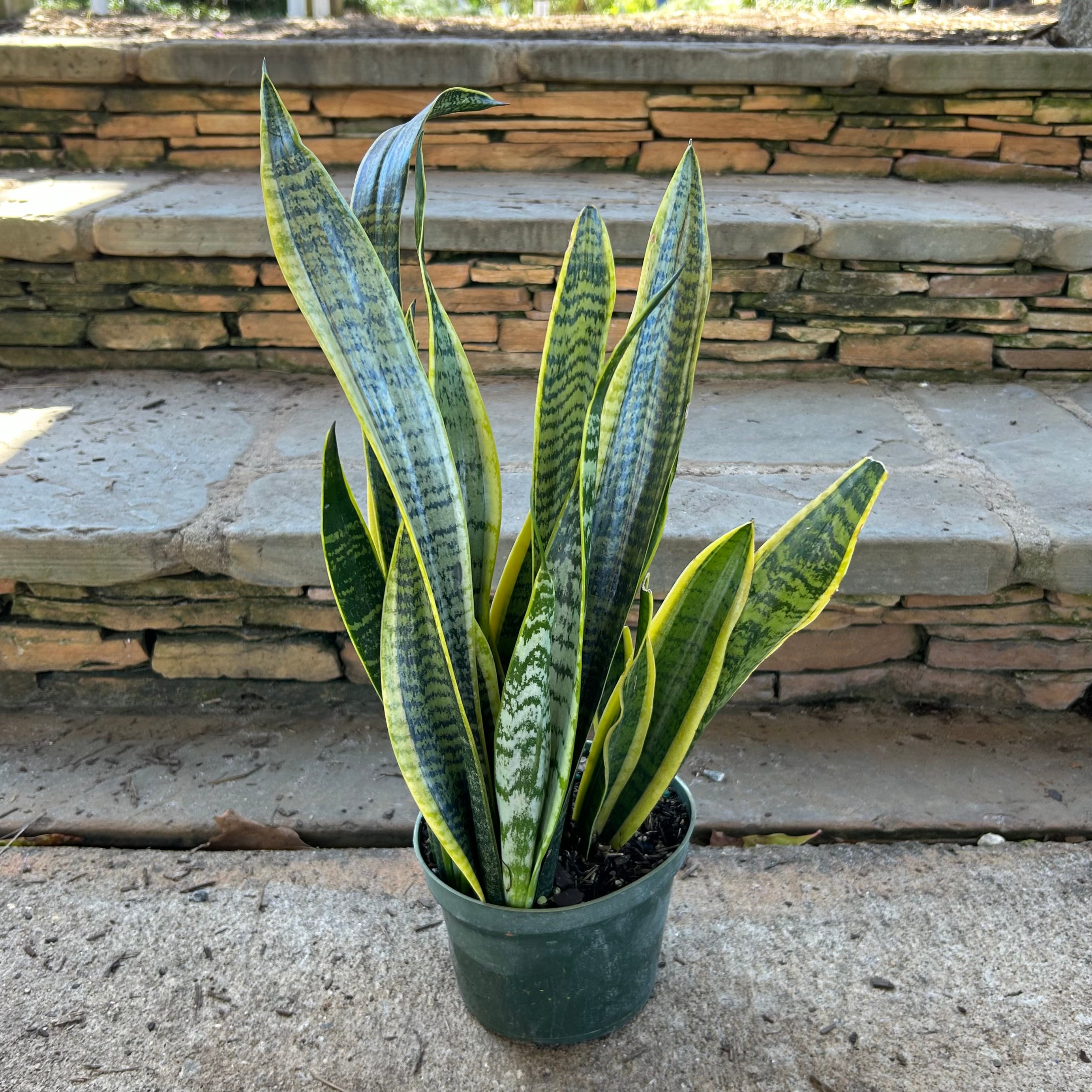 sansevieria laurentii snake Sansevieria Laurentii – Lichtenfelt's