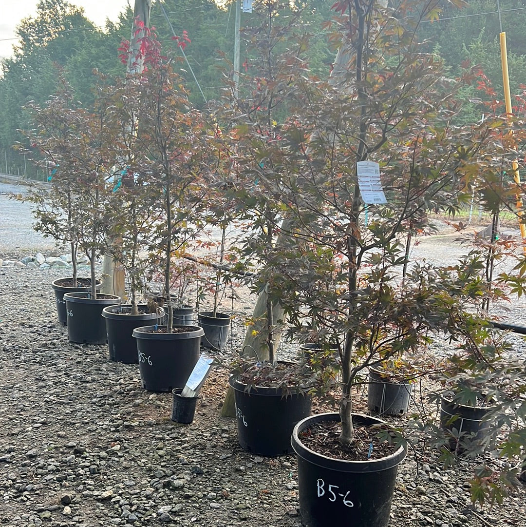 Bloodgood Japanese Maple