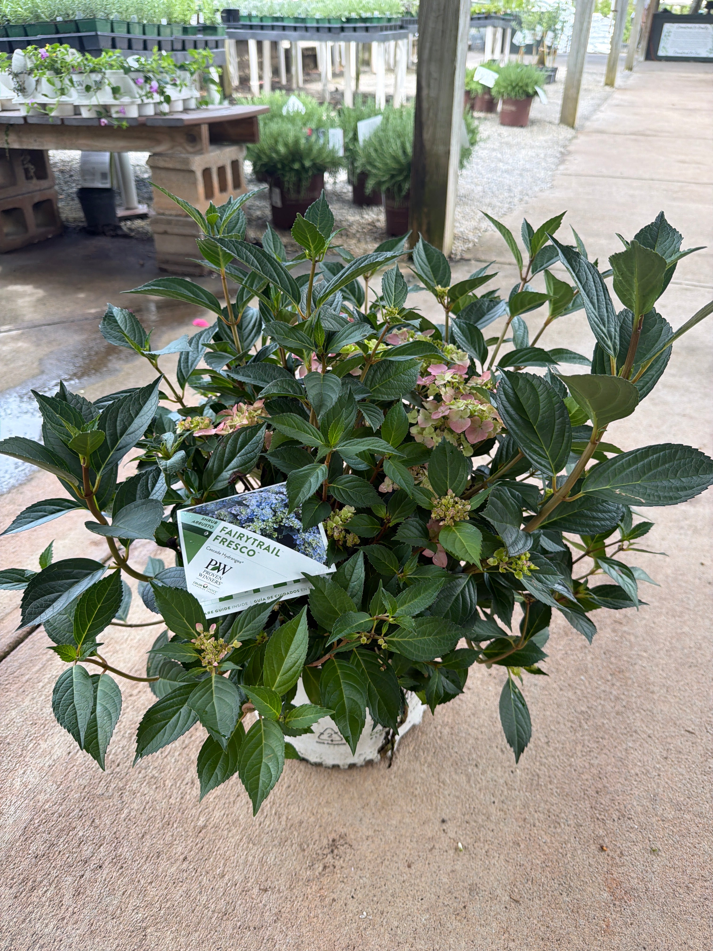 Fairytrail Fresco Hydrangea