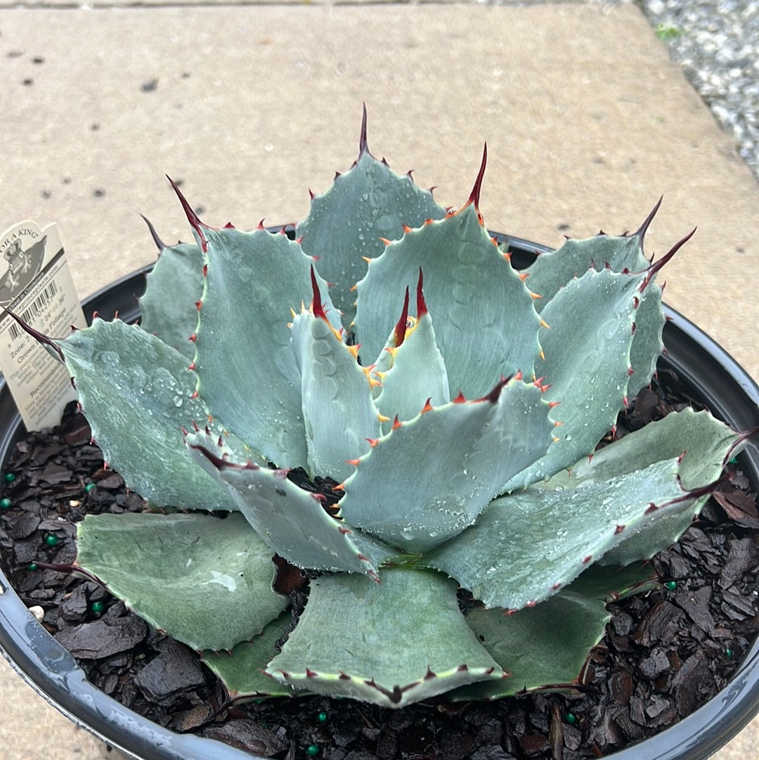 JC Raulston Agave 3 Gal