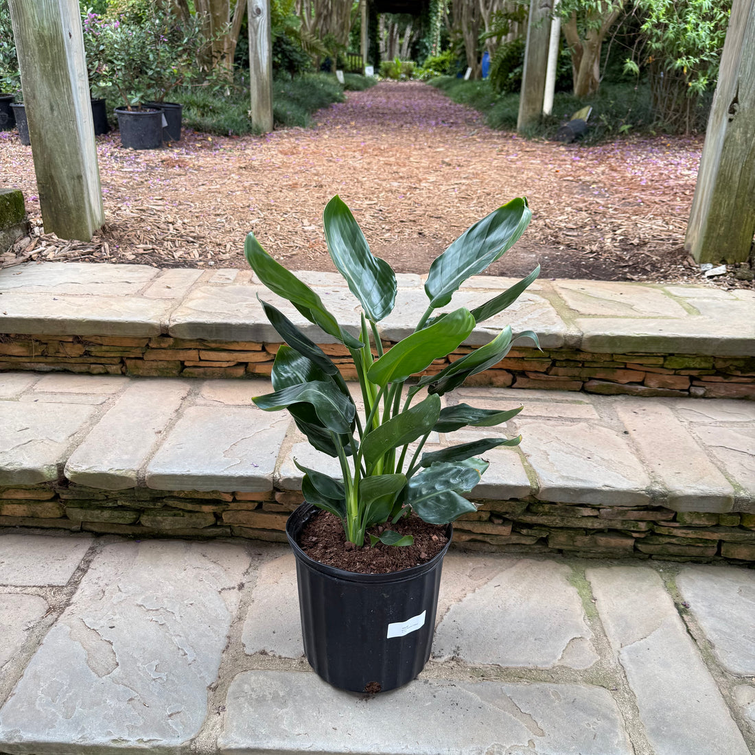 Bird of Paradise (Yellow)