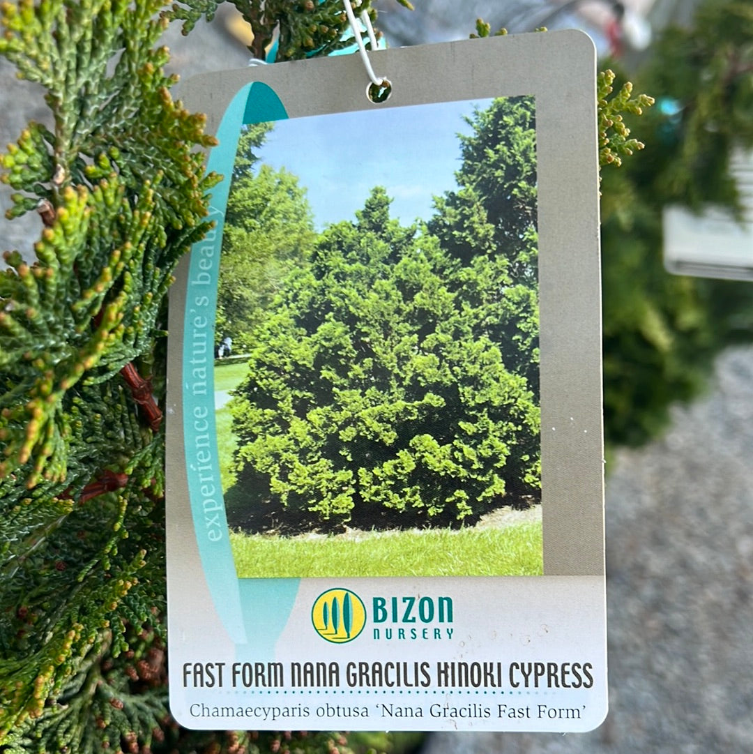 Nana Gracilis Hinoki Cypress