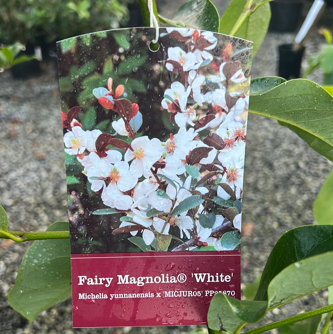 Fairy White Magnolia 7 Gal