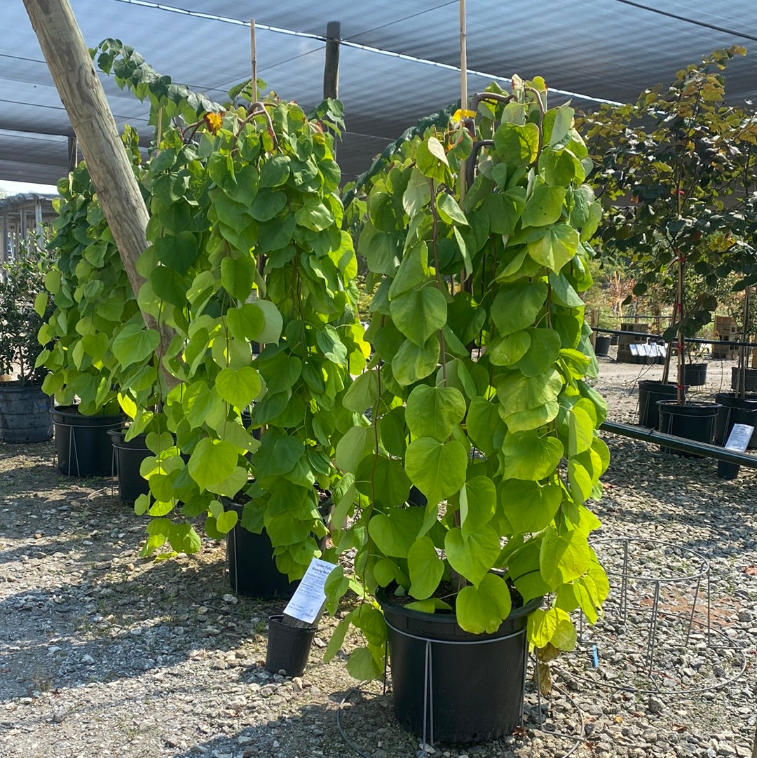 Golden Falls Weeping Redbud 15 Gal