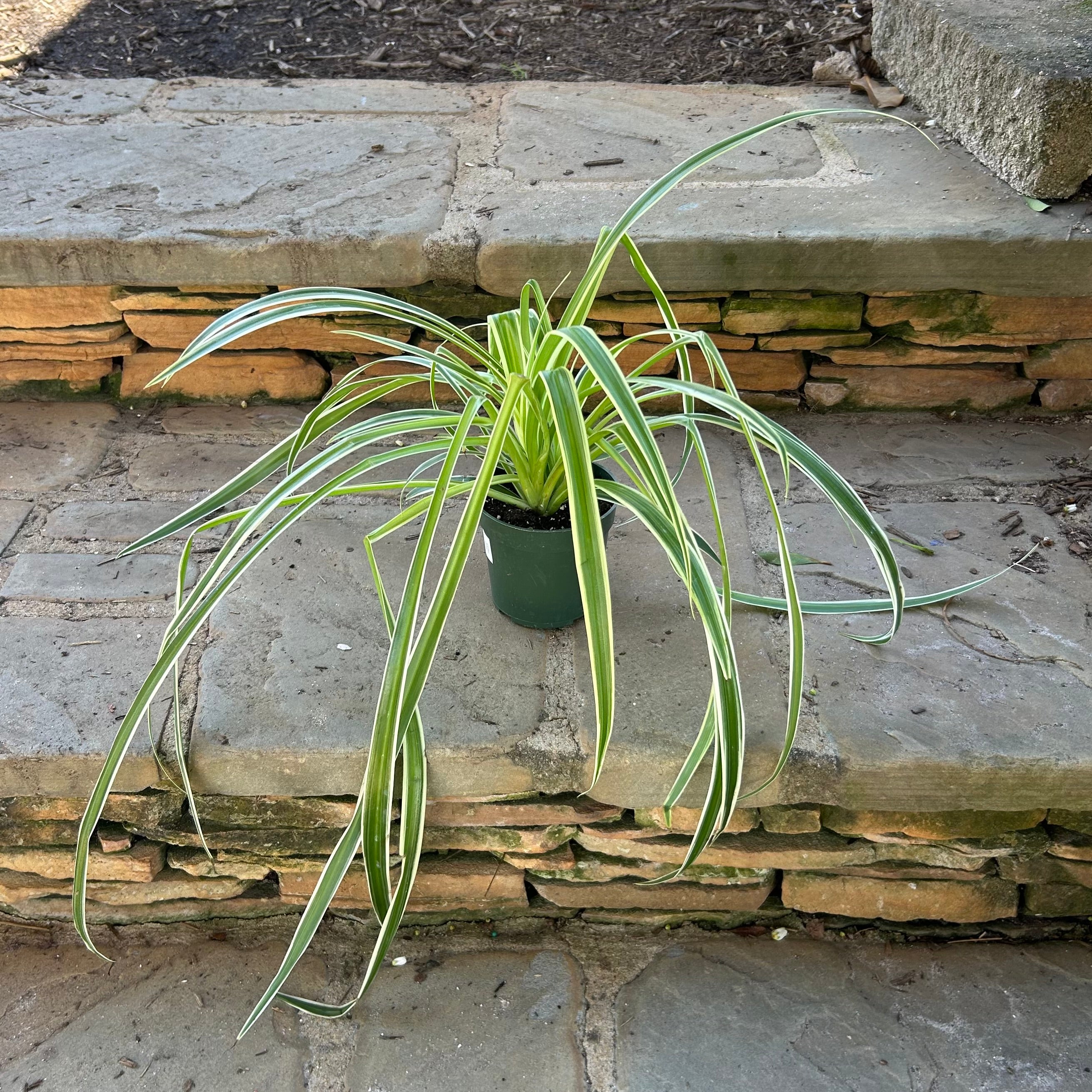 spider plant yellow Spider Plant – Lichtenfelt's