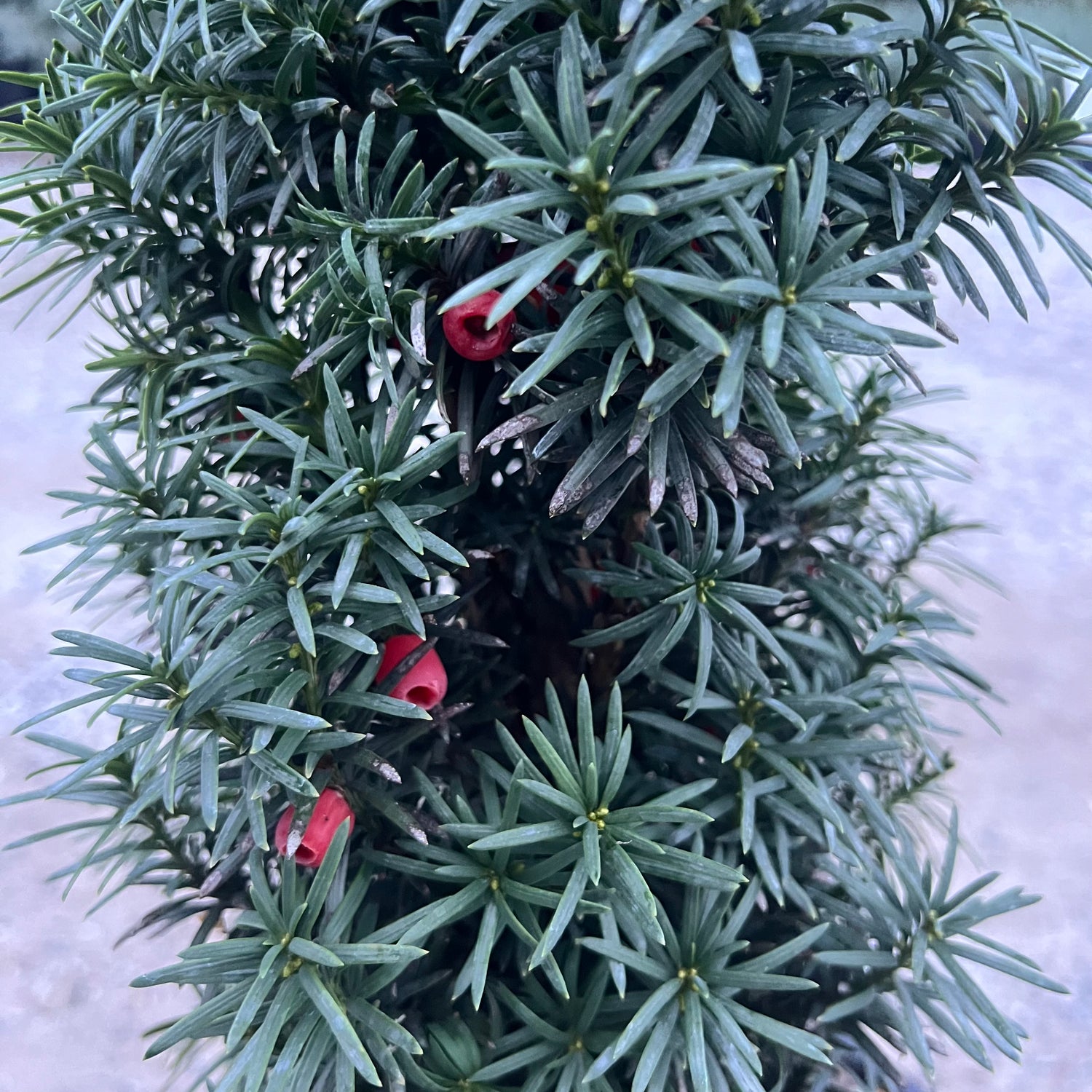 Columnar Irish Yew