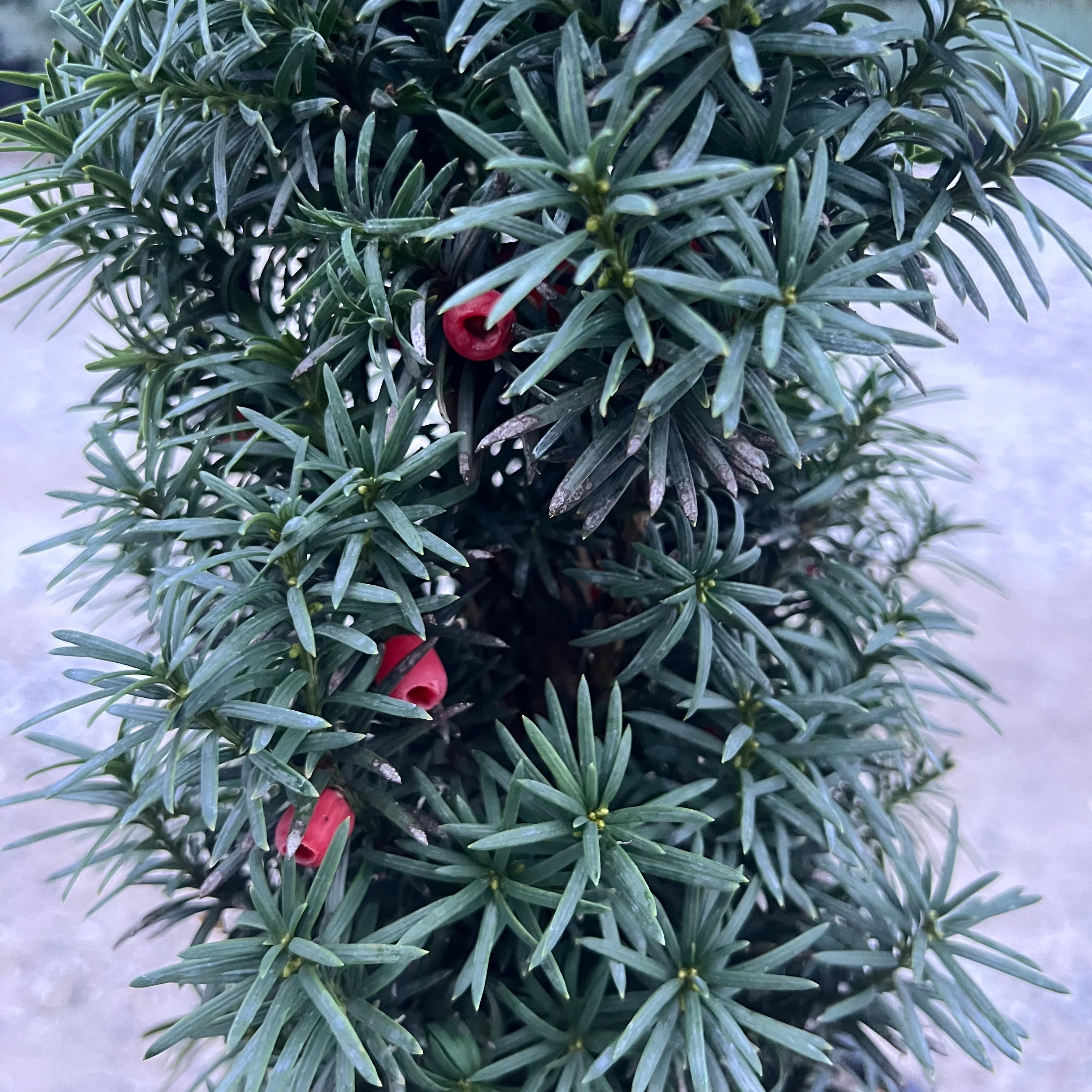 Columnar Irish Yew