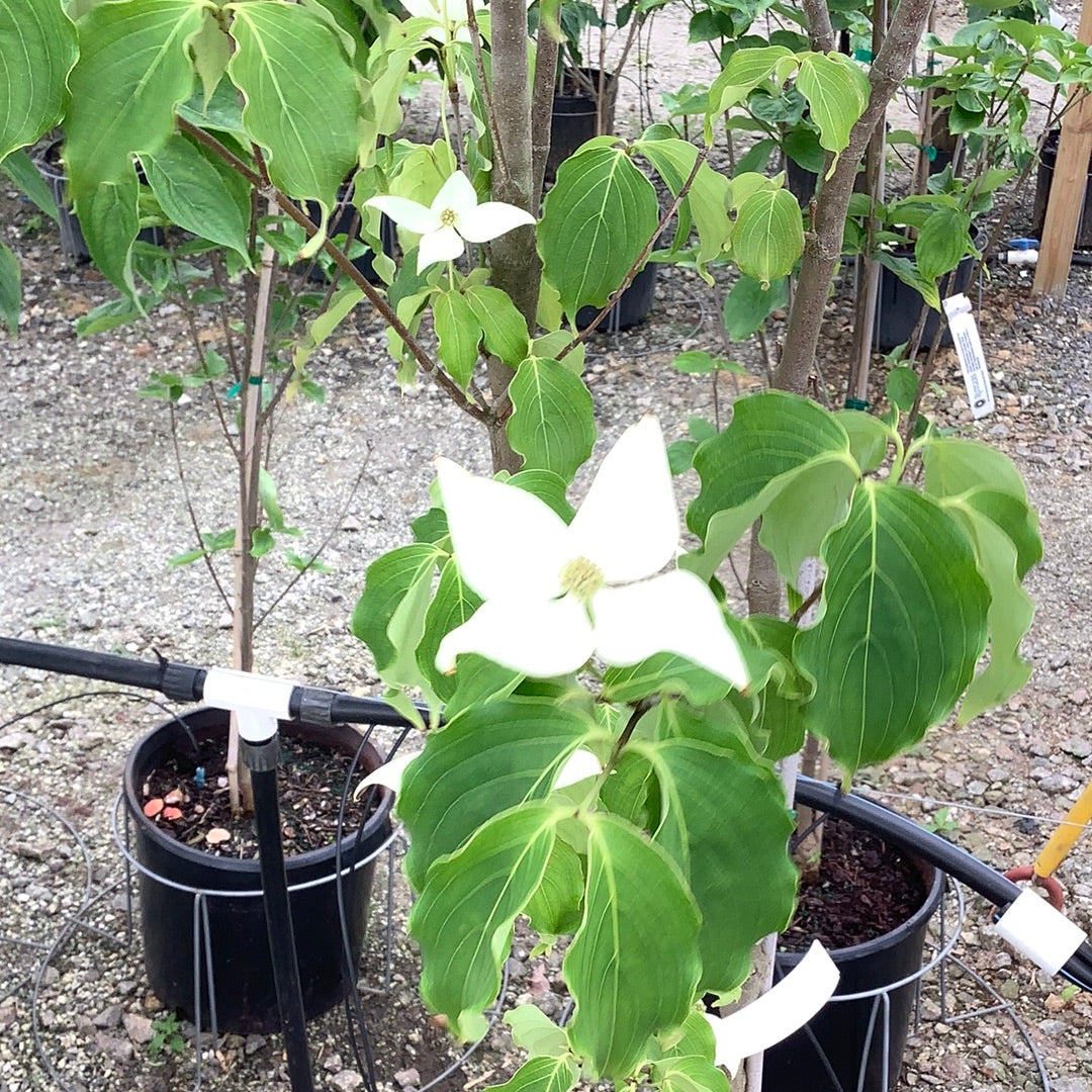 Constellation Dogwood