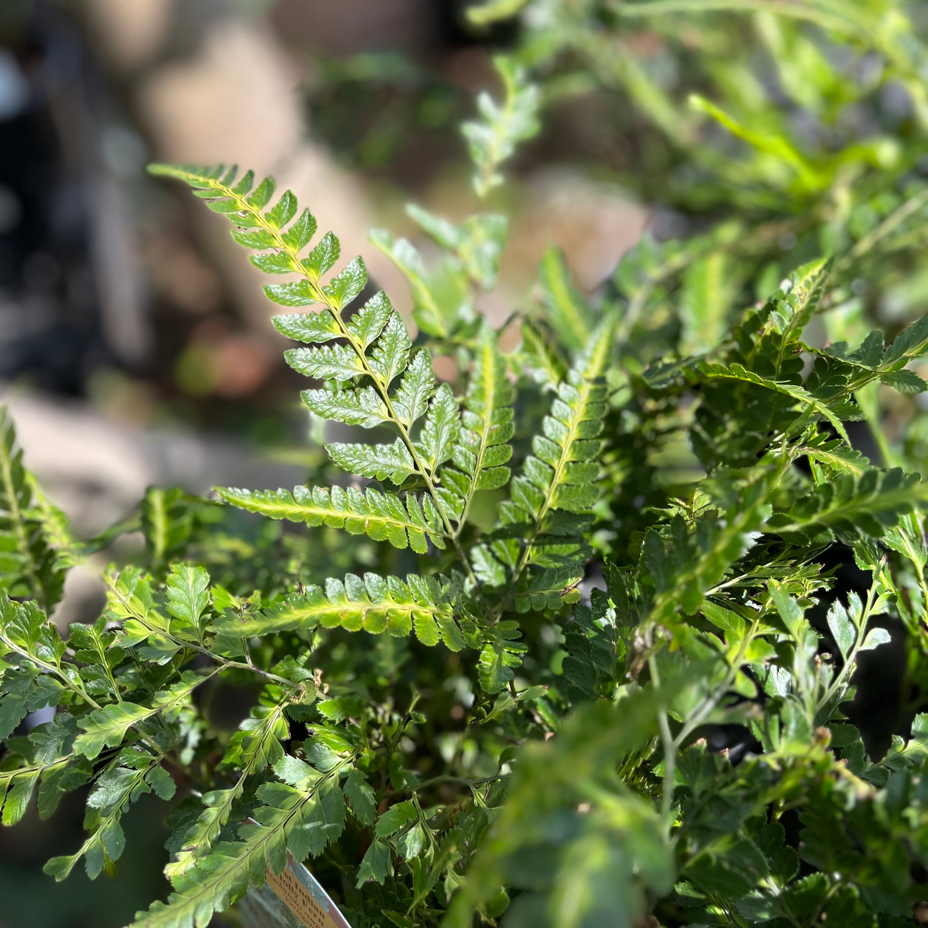 East Indian Holly Fern
