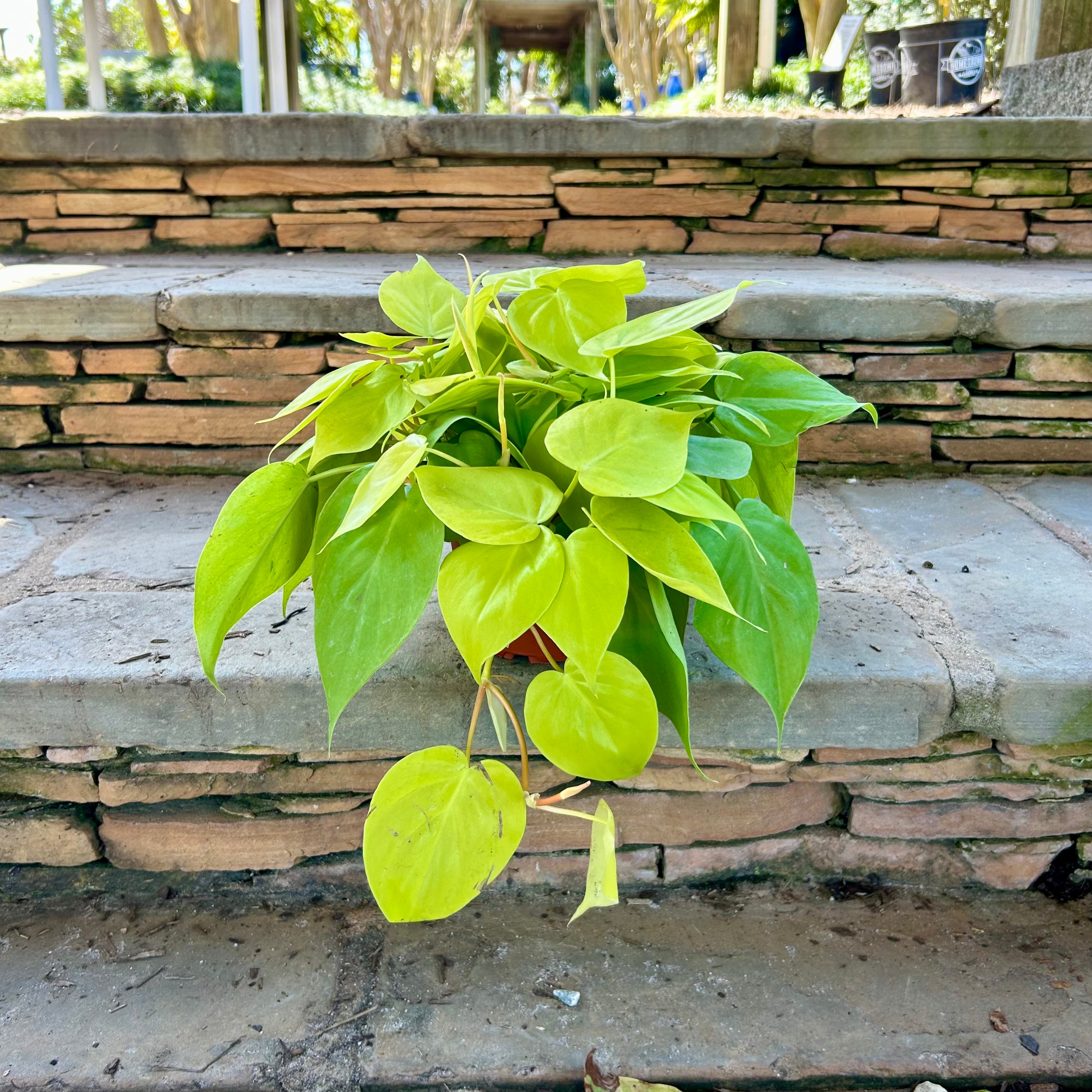 Lemon Heartleaf Philodendron