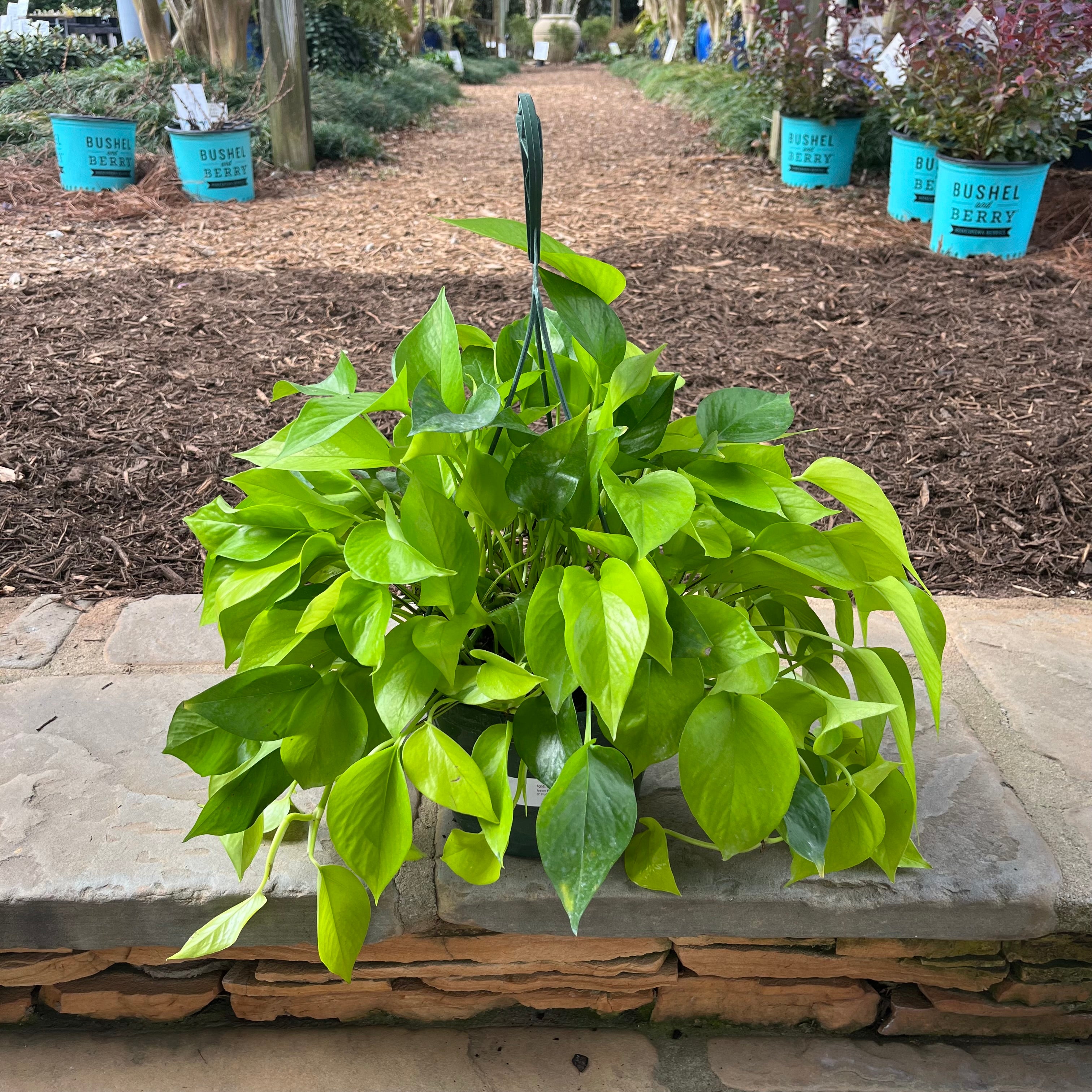 garden pothos Neon Pothos – Lichtenfelt's