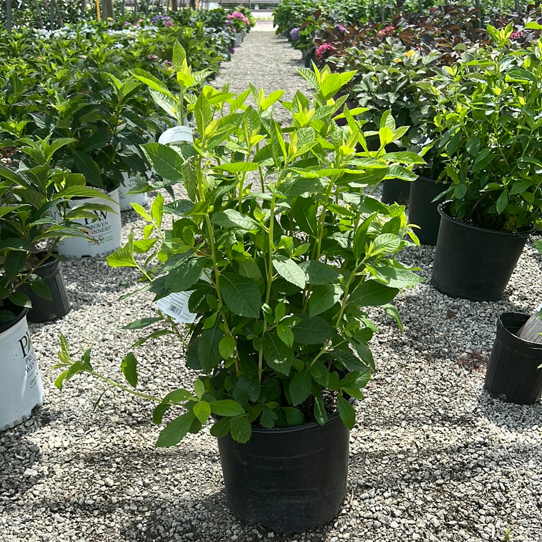 Hummingbird Clethra 3 Gal