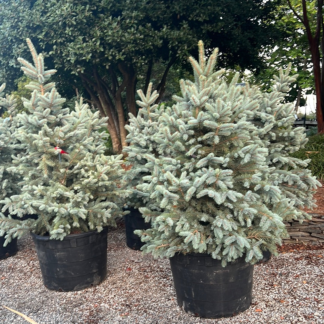 Bakeri Blue Spruce