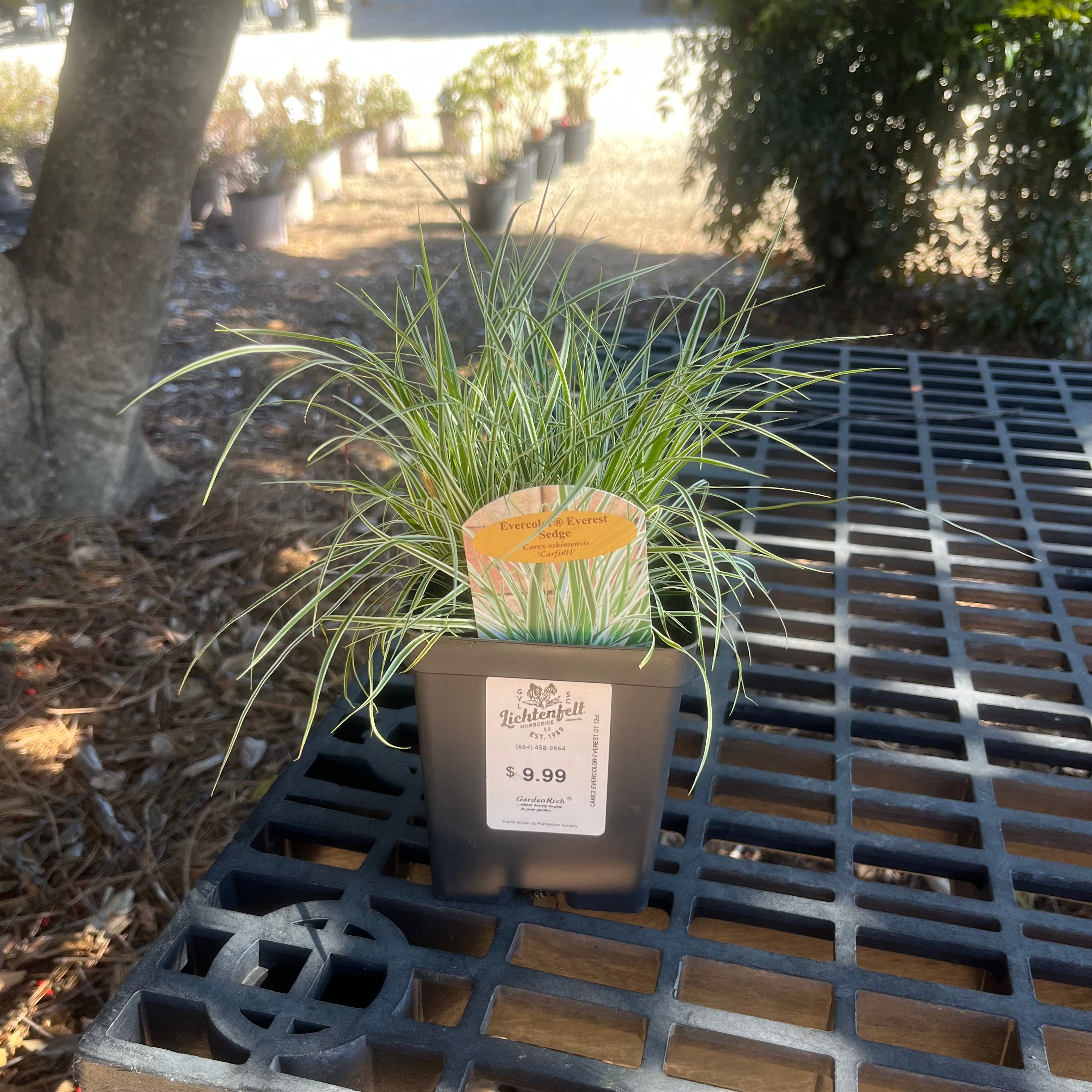 Everest Carex