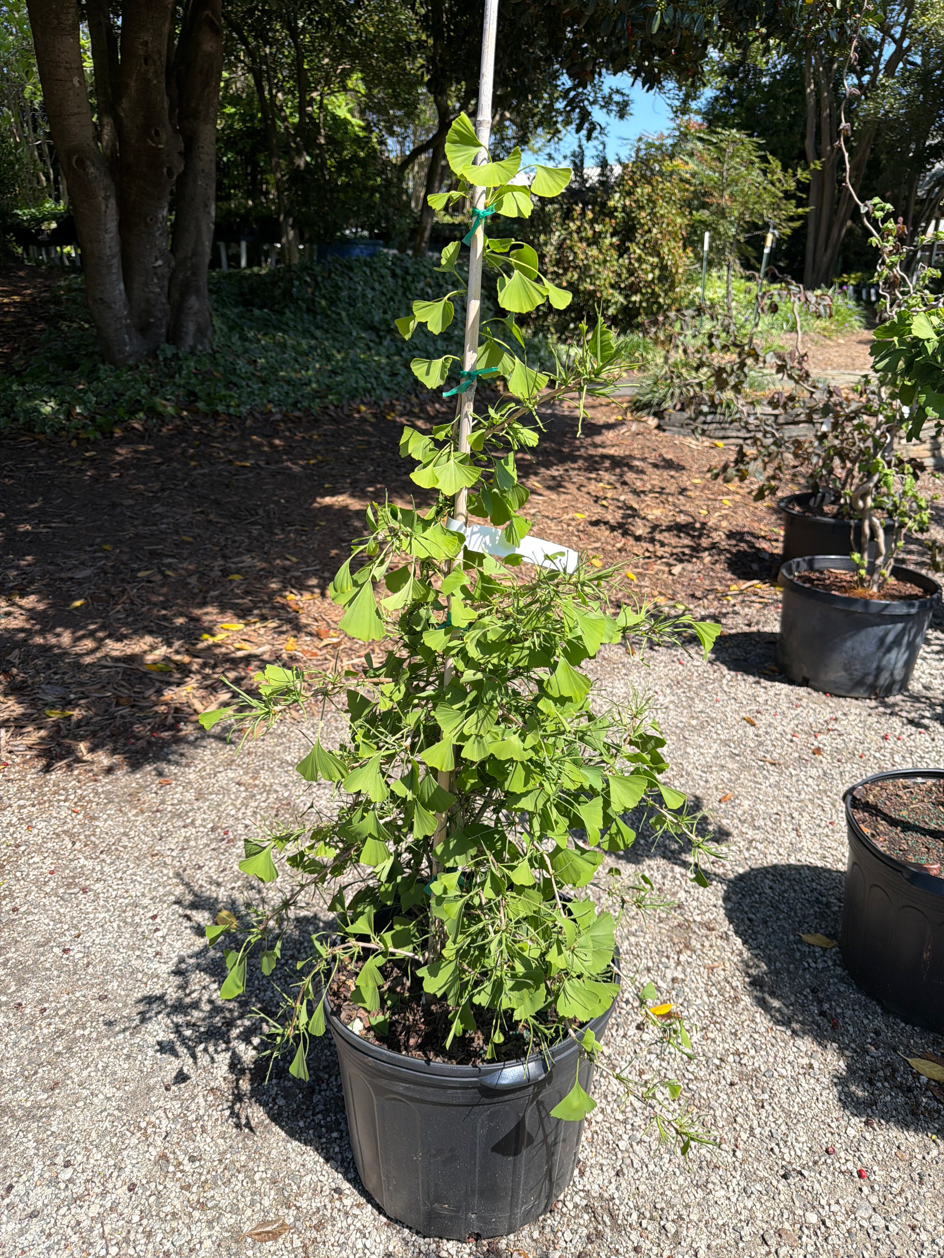 Weeping Wonder Ginkgo