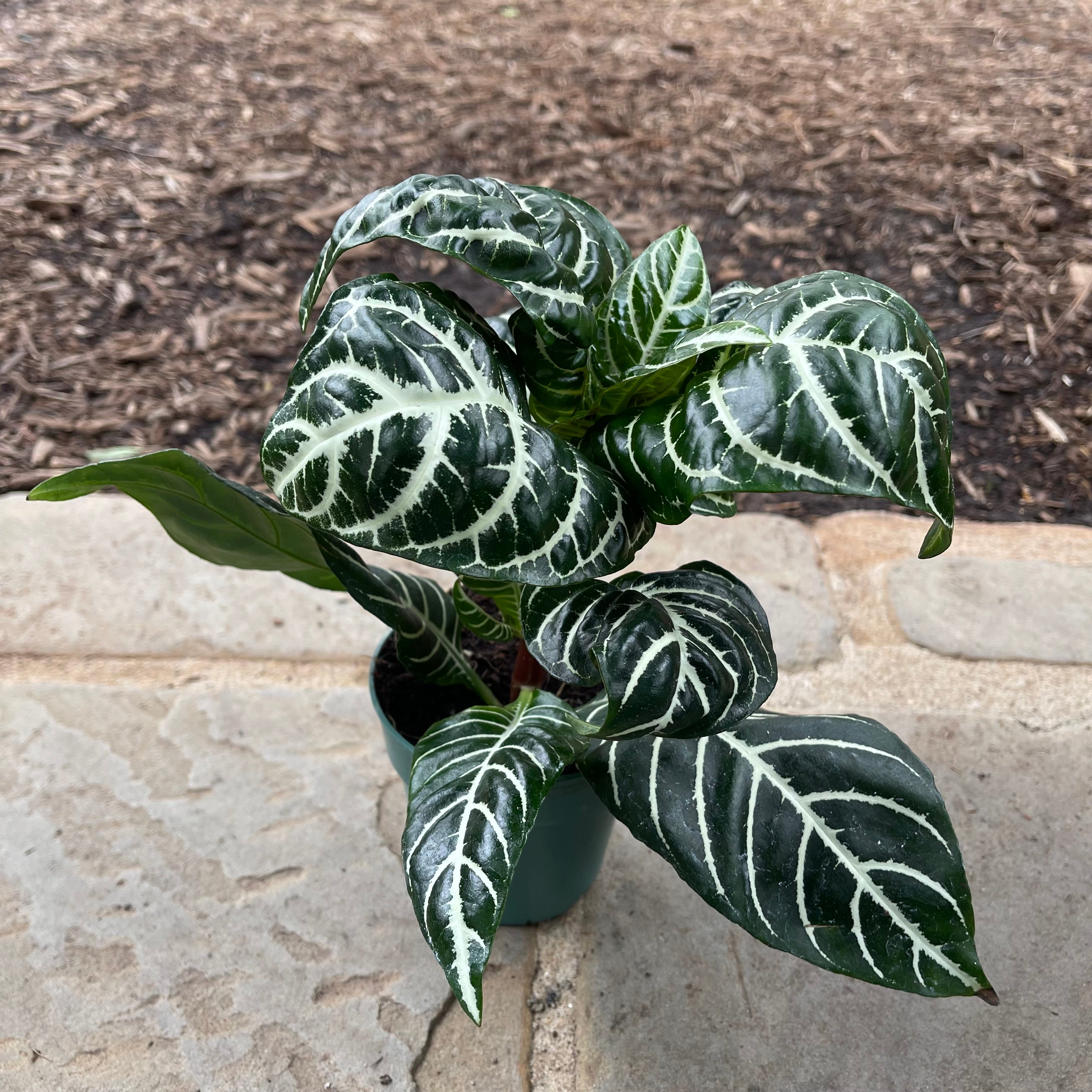 zebra leaf indoor plant Zebra Plant (Aphelandra) – Lichtenfelt's