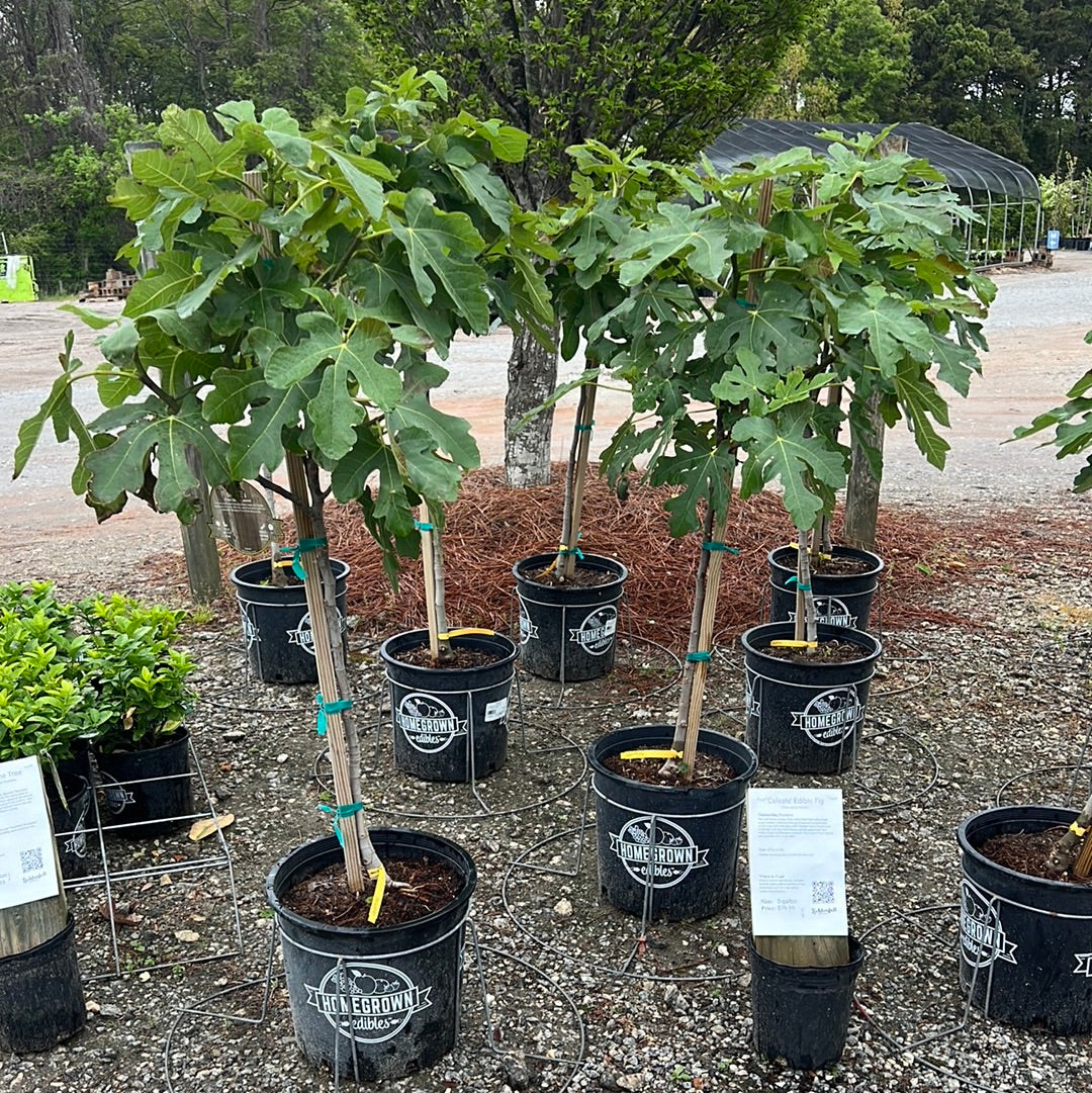 Celeste Edible Fig