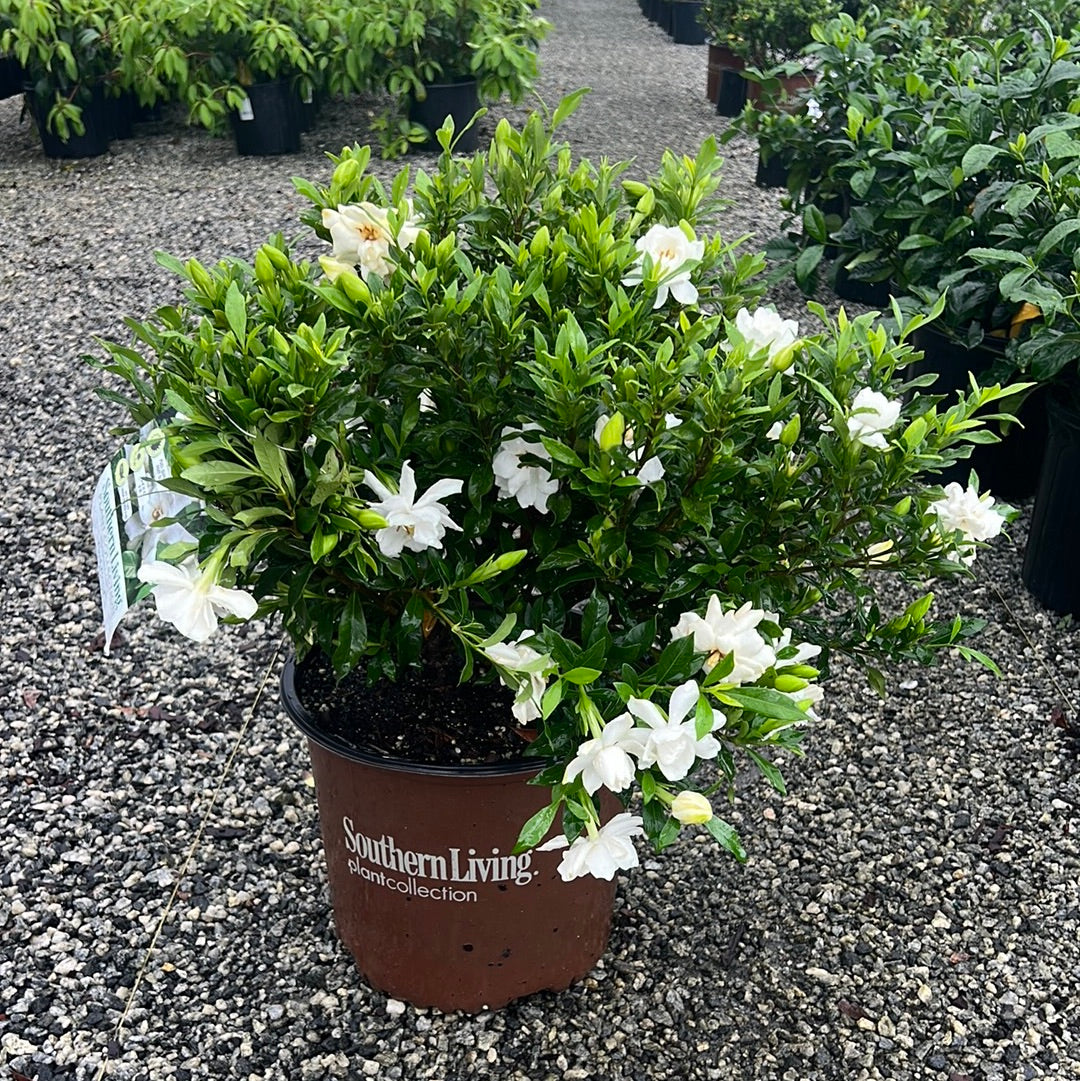Fool Proof Gardenia 3 Gal