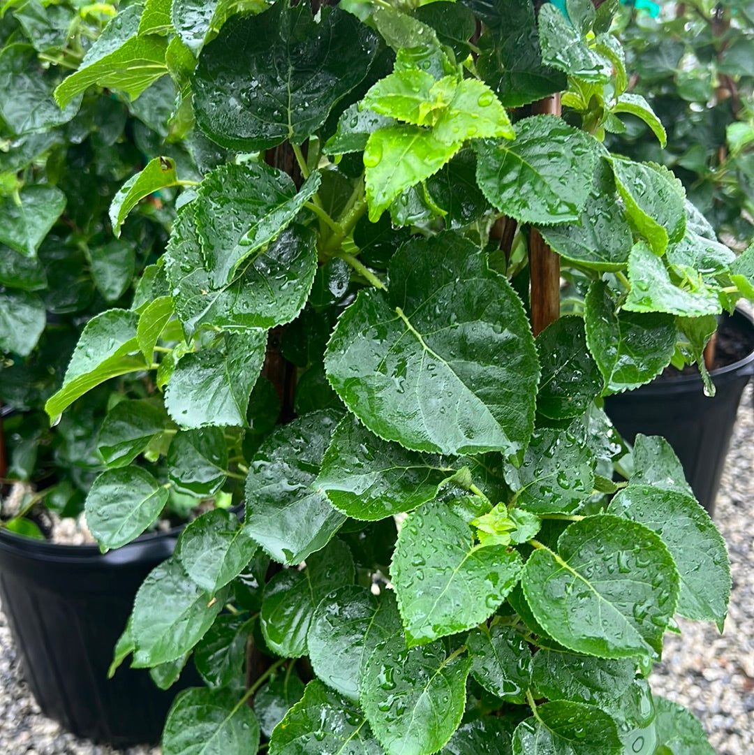 Climbing Hydrangea