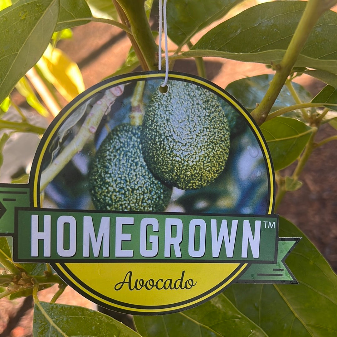 Lila Avocado 5 Gal