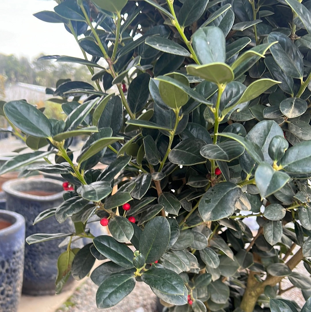 Fineline Holly 20 Gal