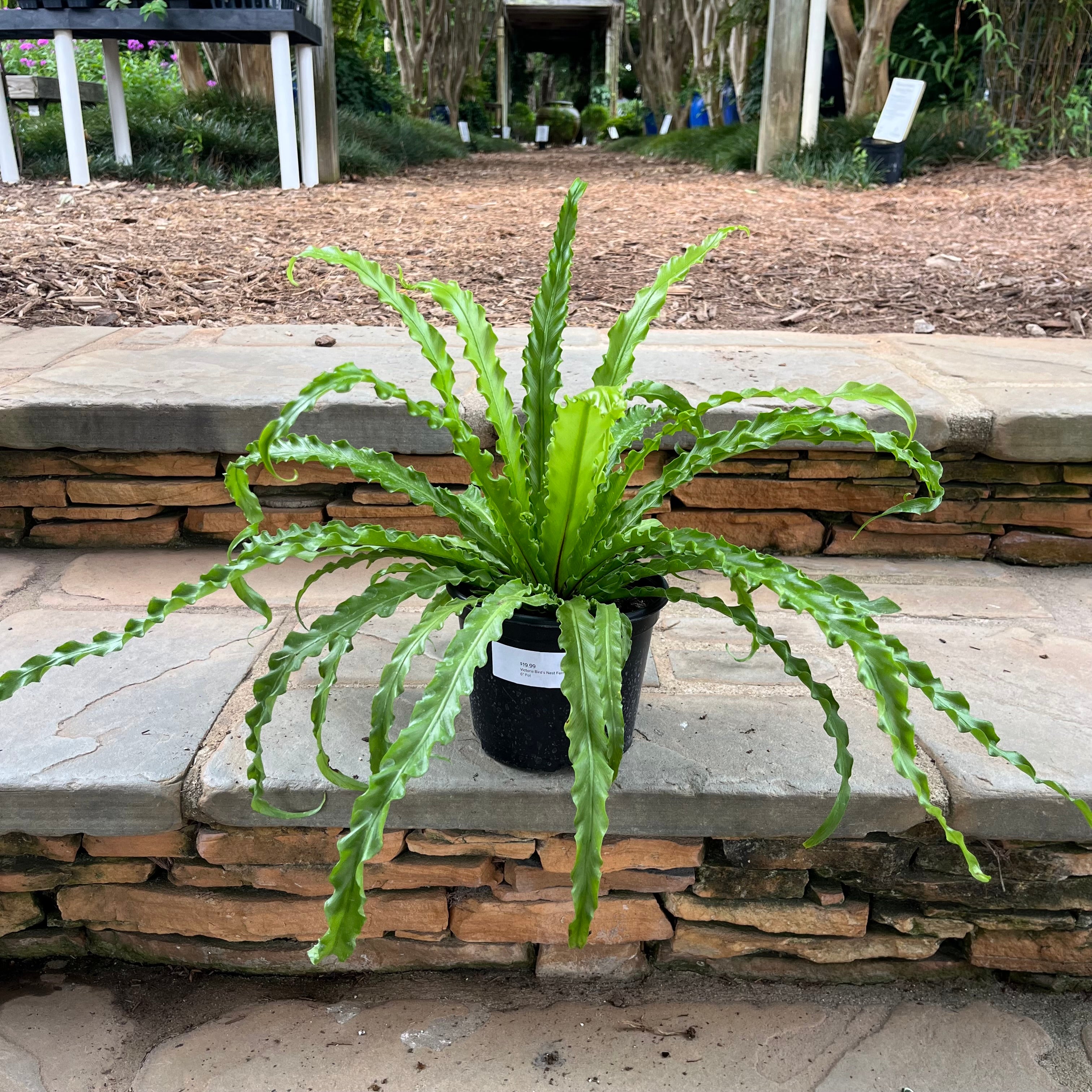 bird s nest fern Victoria Bird's Nest Fern – Lichtenfelt's