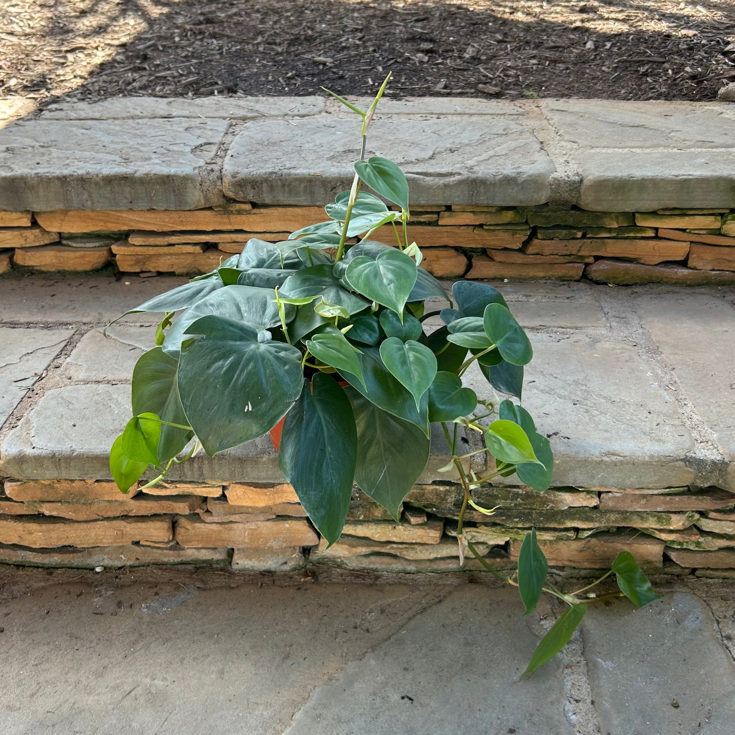 Green Heartleaf Philodendron