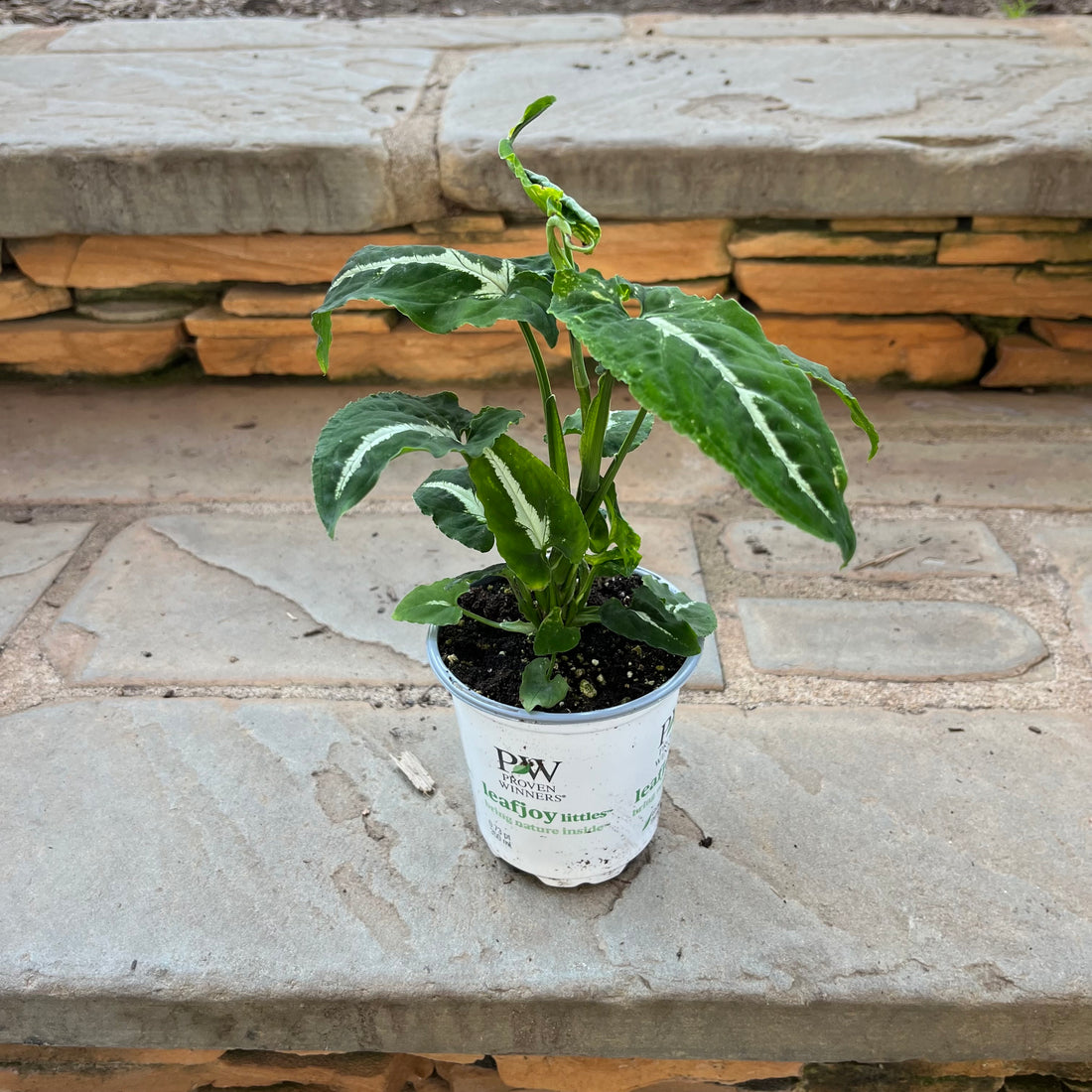 Syngonium Wendlandii