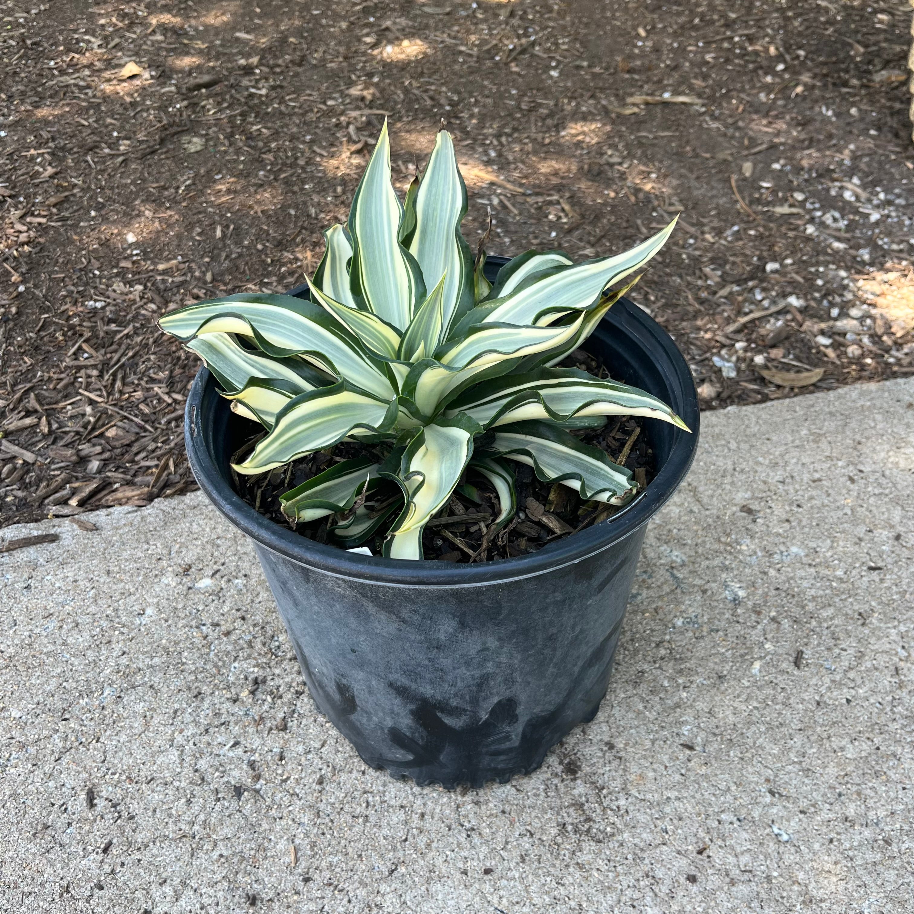 Ivory Star Agave 3 Gal