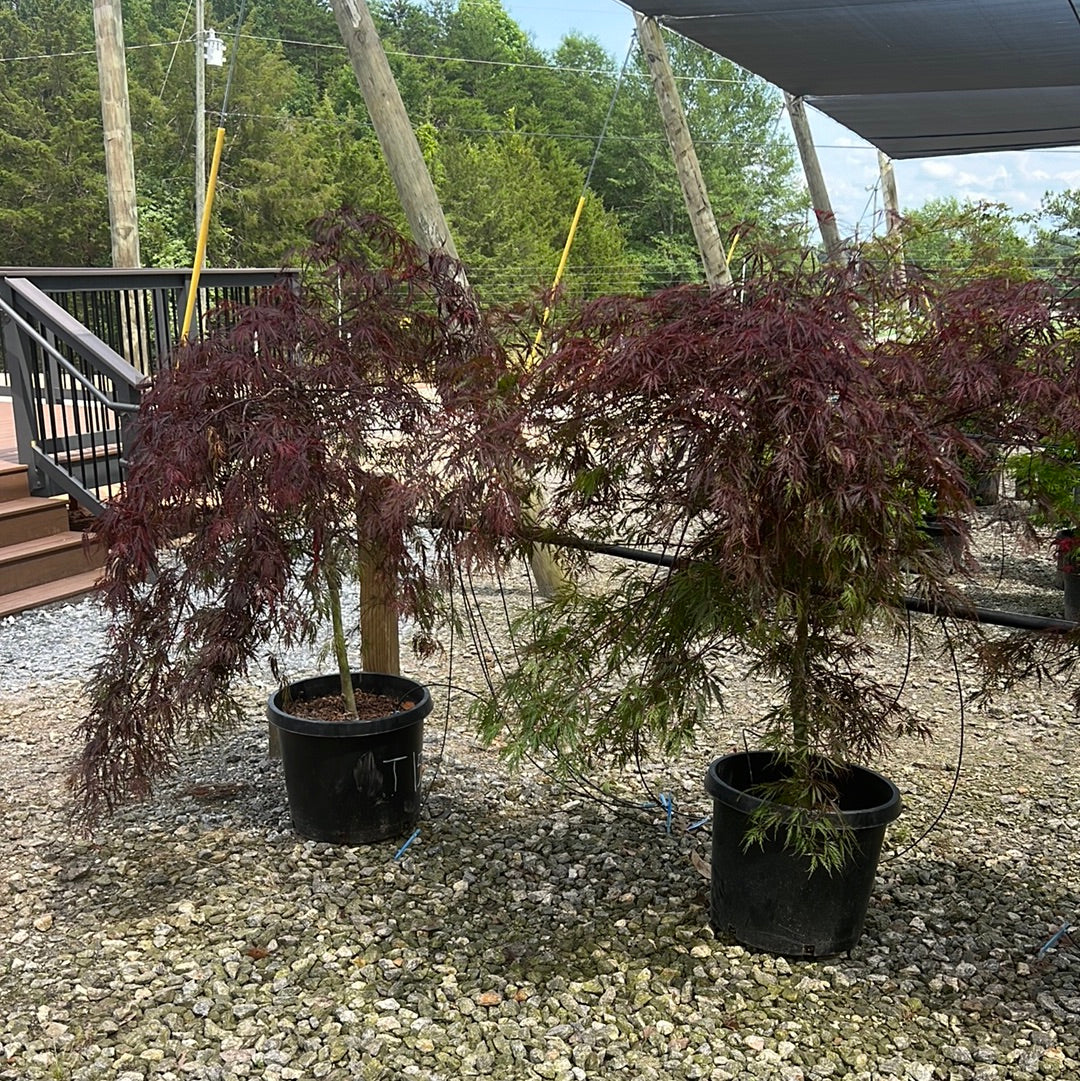 Tamukeyama Japanese Maple