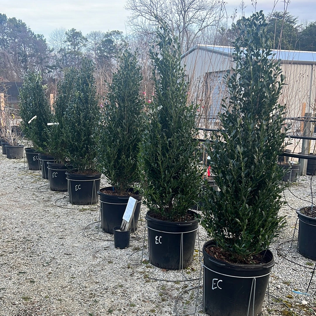 Emerald Colonnade Holly 15 Gal
