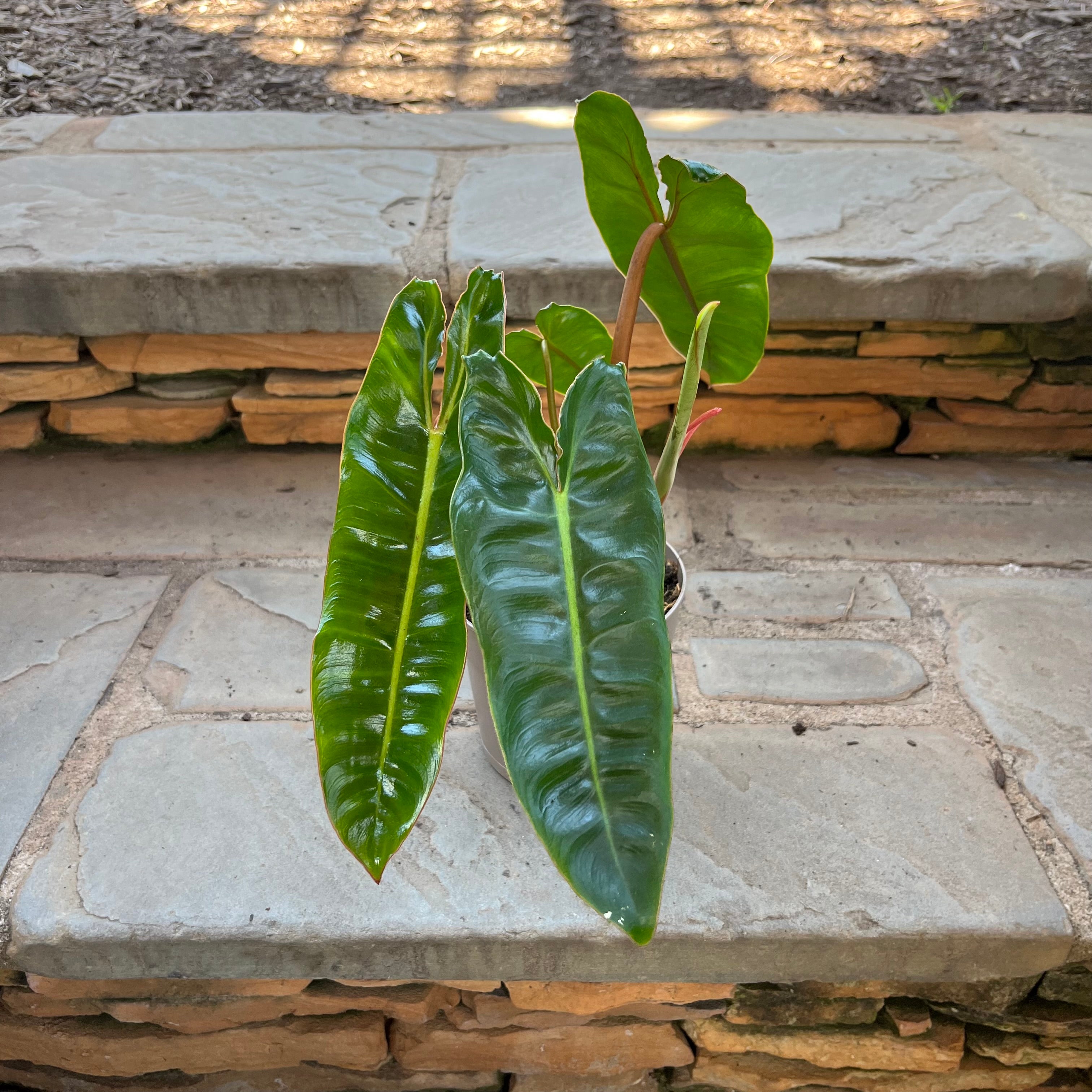Orange Smooth Philodendron