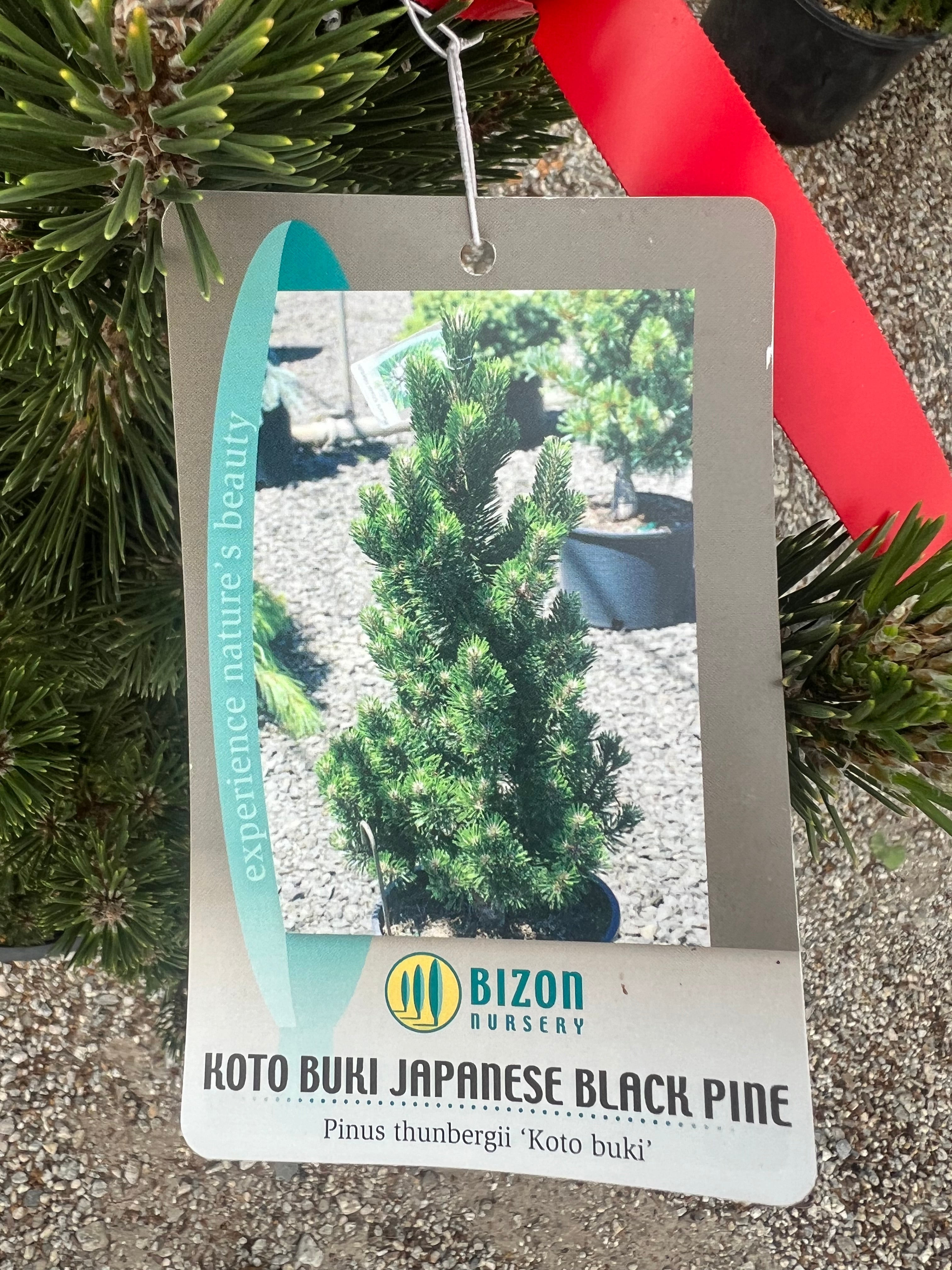 Kotobuki Black Pine