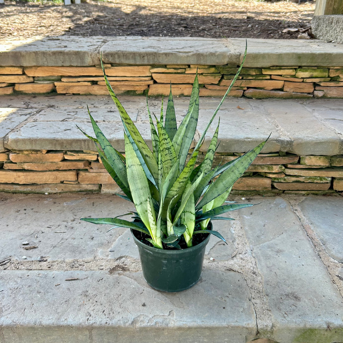Sansevieria Zeylonica
