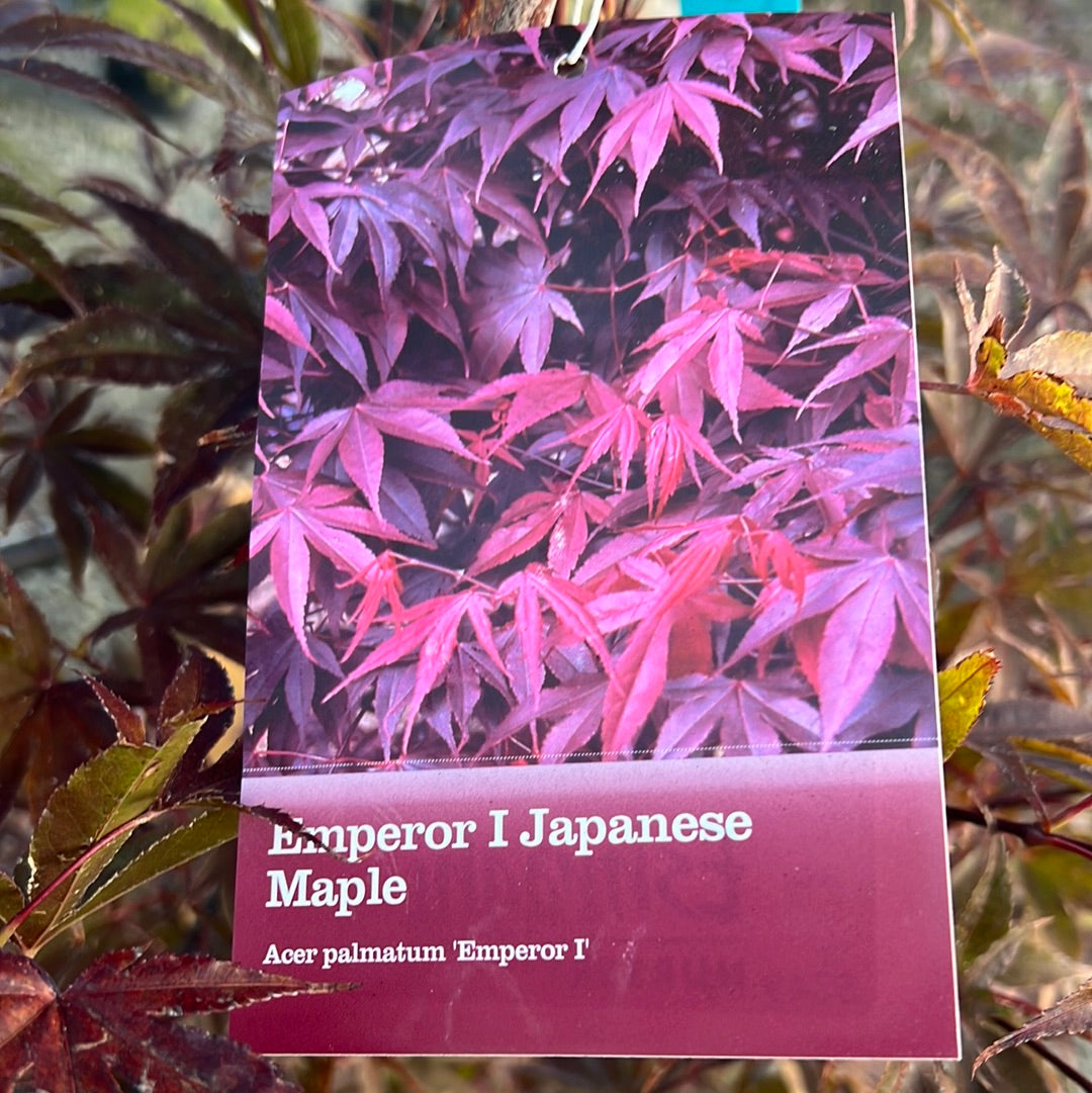 Emperor I Japanese Maple