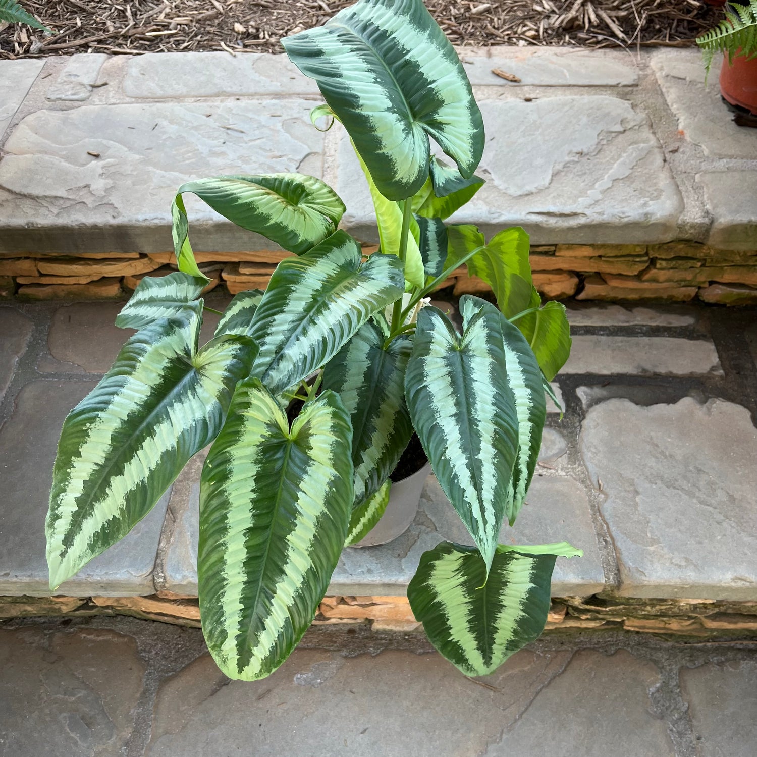 Gothic Schismatoglottis