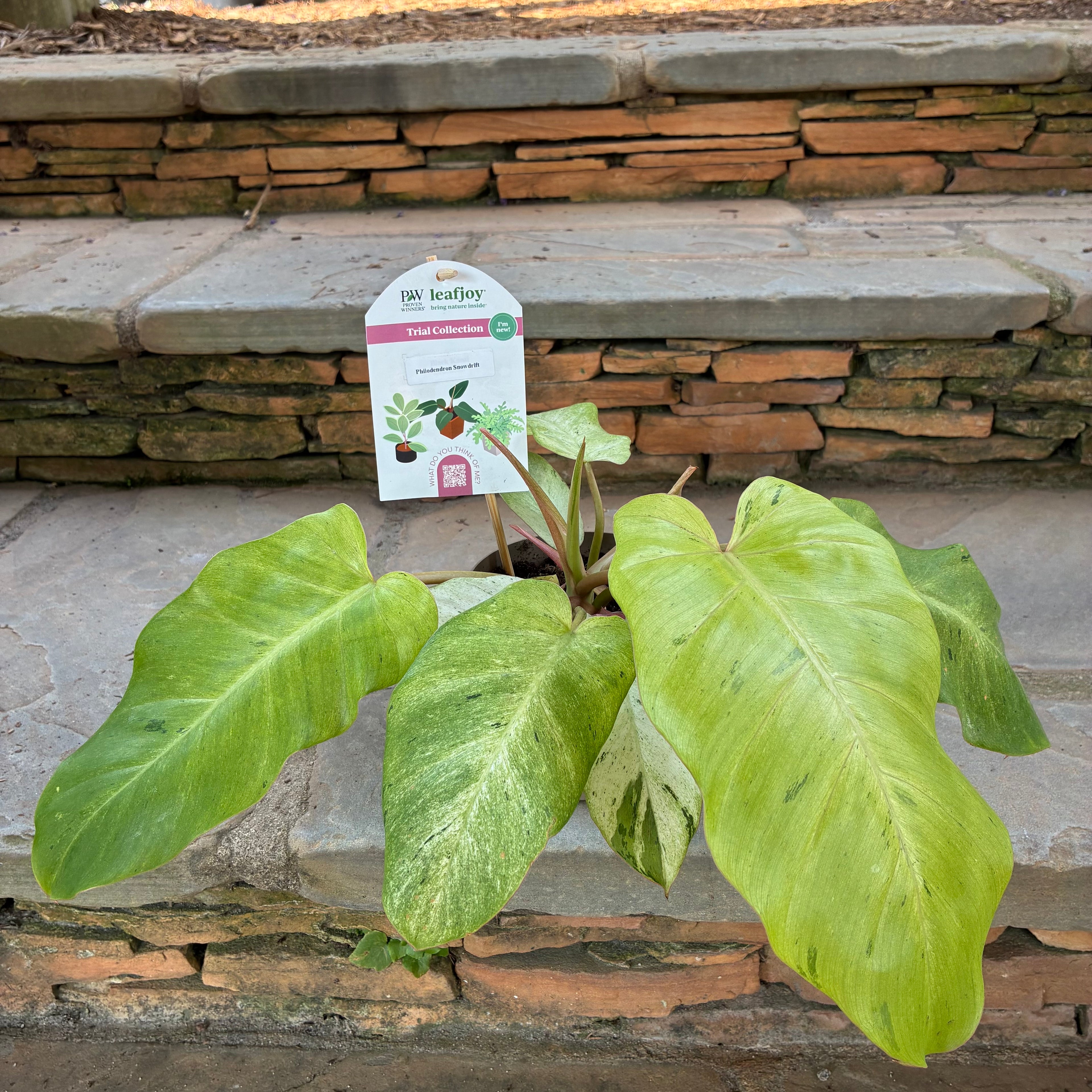 Snowdrift Philodendron